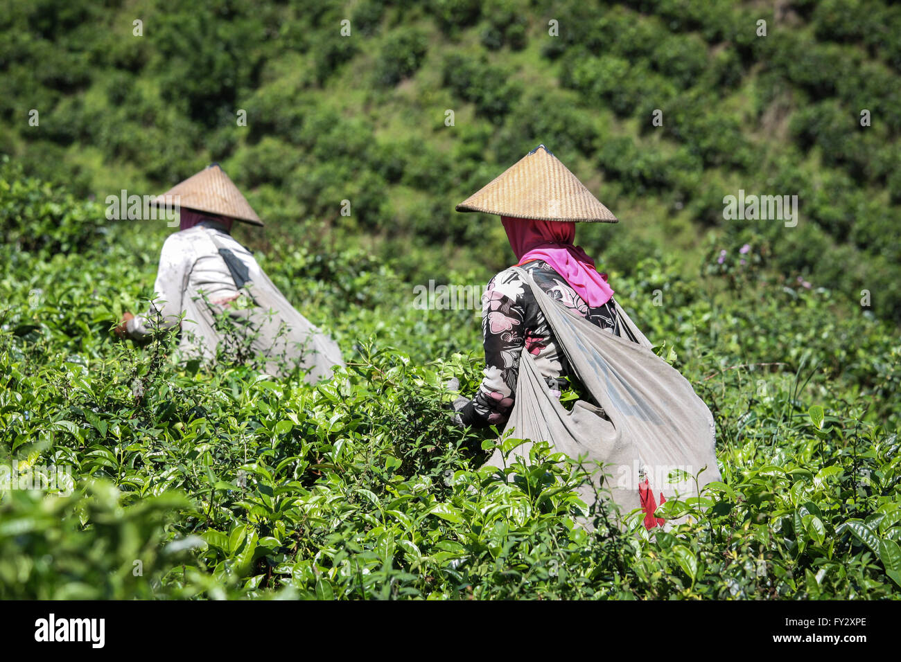 Stereotype Tee-Plantagen-Arbeiter Kommissionierung junge Blätter frischer Tee konische Hüte tragen und Tee Tragetaschen Stockfoto