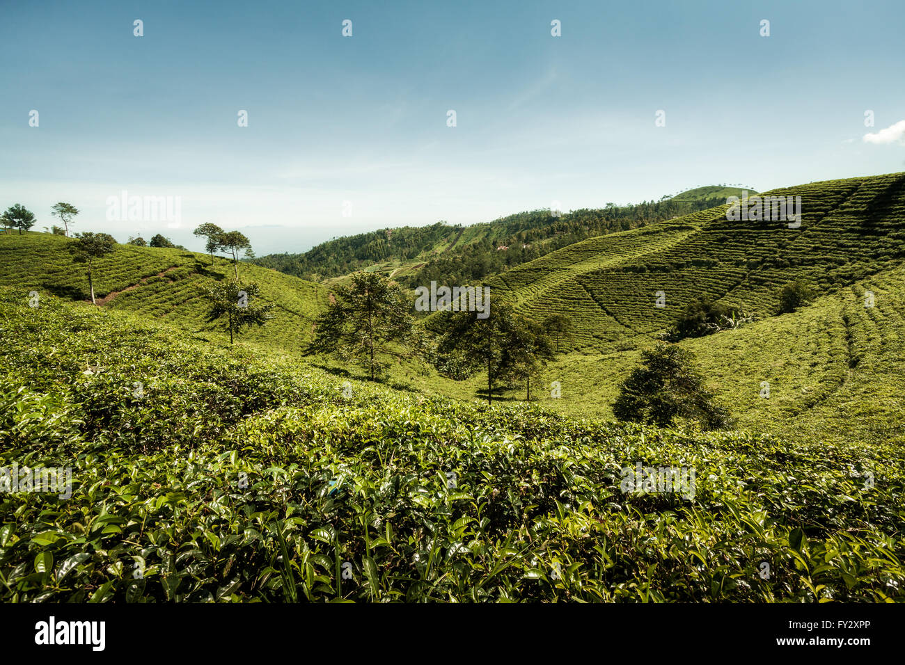 Teeplantagen auf dem fruchtbaren Flanken einer indonesischen Vulkan in Central Java, Indonesien. Sanfte Hügel bedeckt mit Tee Pflanzen für die teepflückerinnen Stockfoto