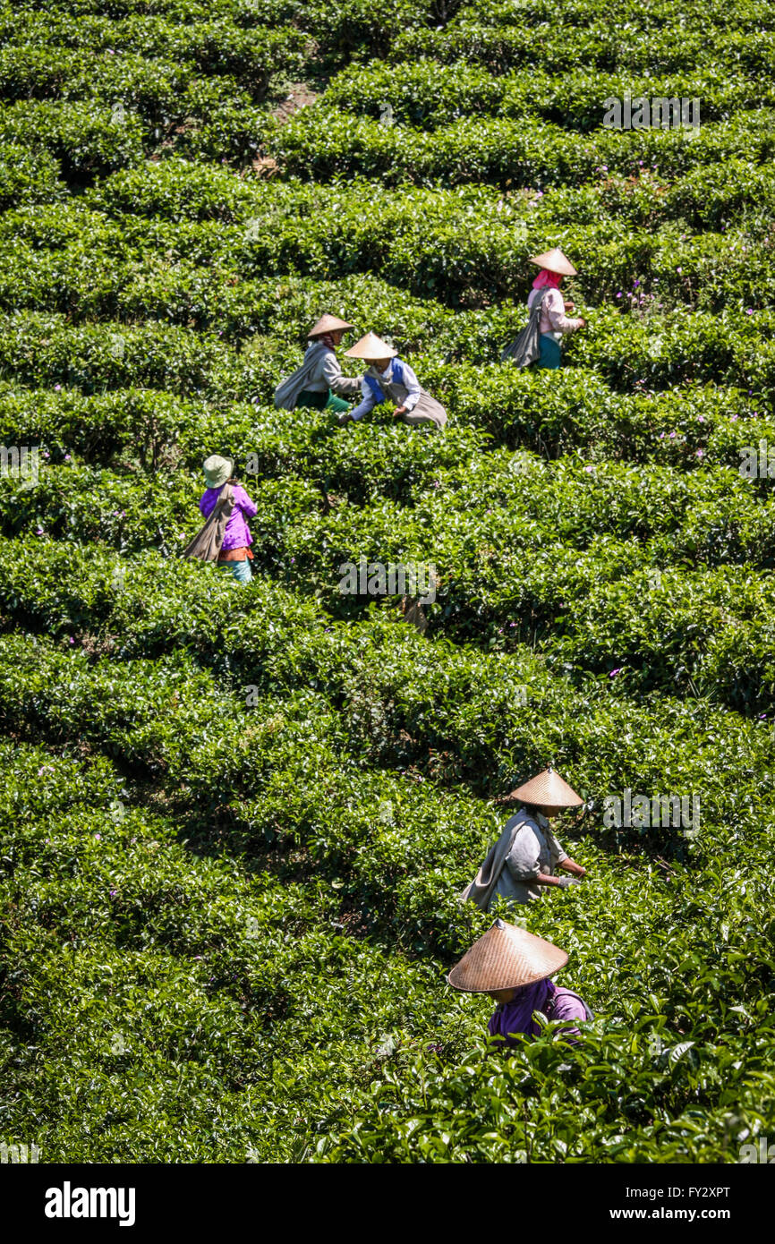 Teeplantagenarbeitern Kommissionierung Teeblätter, frische junge Knospen von Tee Pflanzen. Gruppe von asiatischen Frauen Kommissionierung auf der Teeplantage Terrassen in konischer Hüte Stockfoto