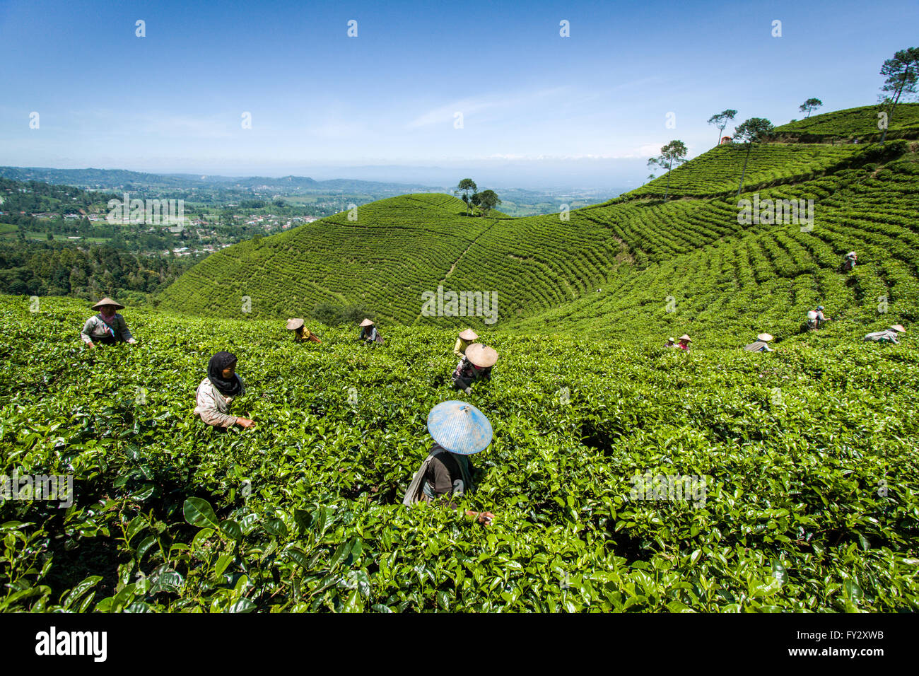 Teepflückerinnen in den malerischen grünen Hügeln und terrassierte Teeplantagen. Schönen indonesischen Landschaft auf fruchtbaren lawu Vulkan Berg Mount Stockfoto