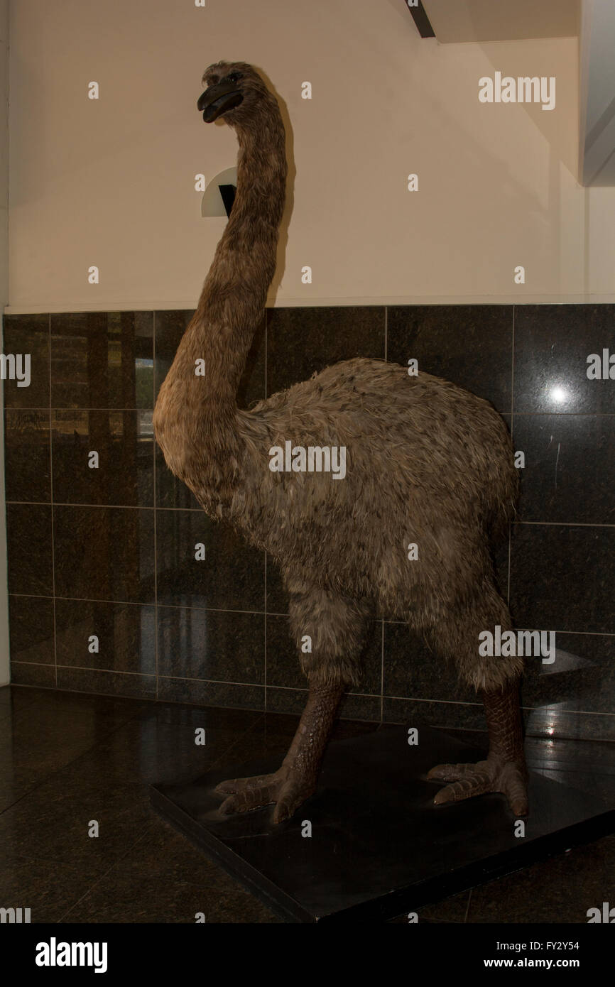 Eine Replik eines riesigen Moa Vogels steht in einem Vorraum des Te Papa Nationalmuseum in Wellington in Neuseeland. Stockfoto