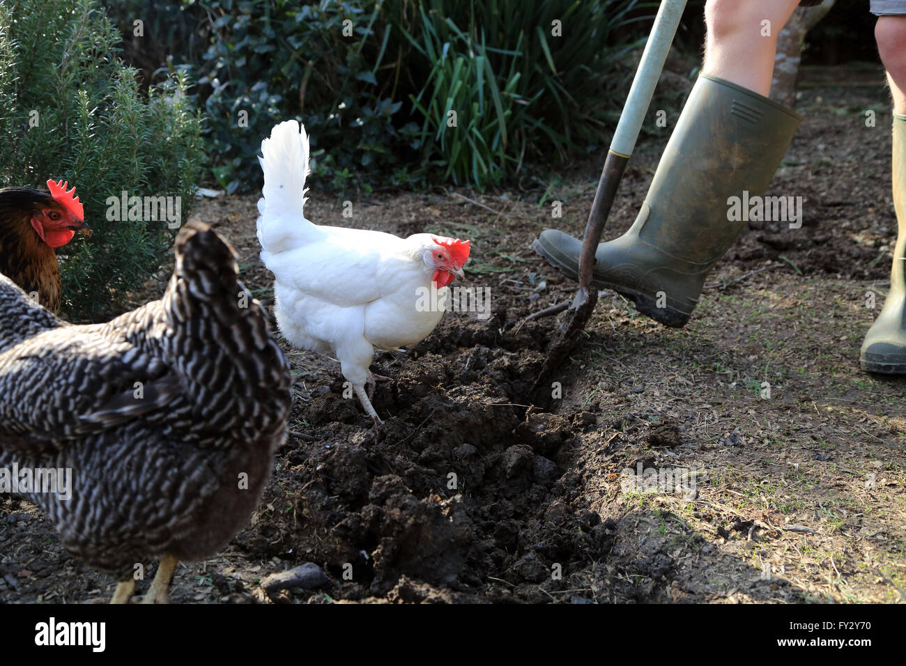 Rhode-Rock, pet Bason weiß und Barred Rock Hühner hilft mit Graben im Garten in Brabourne Lees, Ashford, Kent Stockfoto