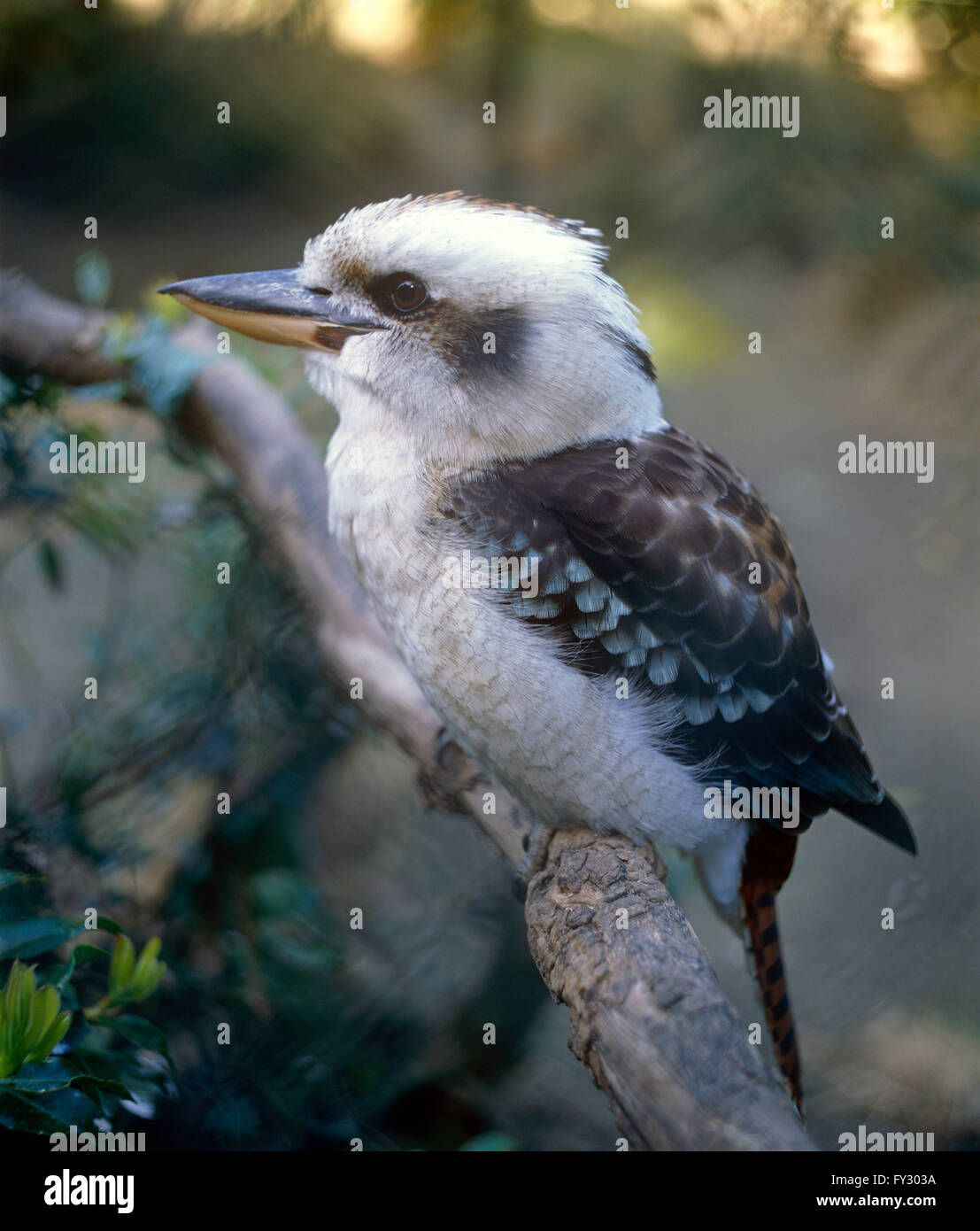 Kookaburra auf einem Ast, draußen zu sitzen. Stockfoto