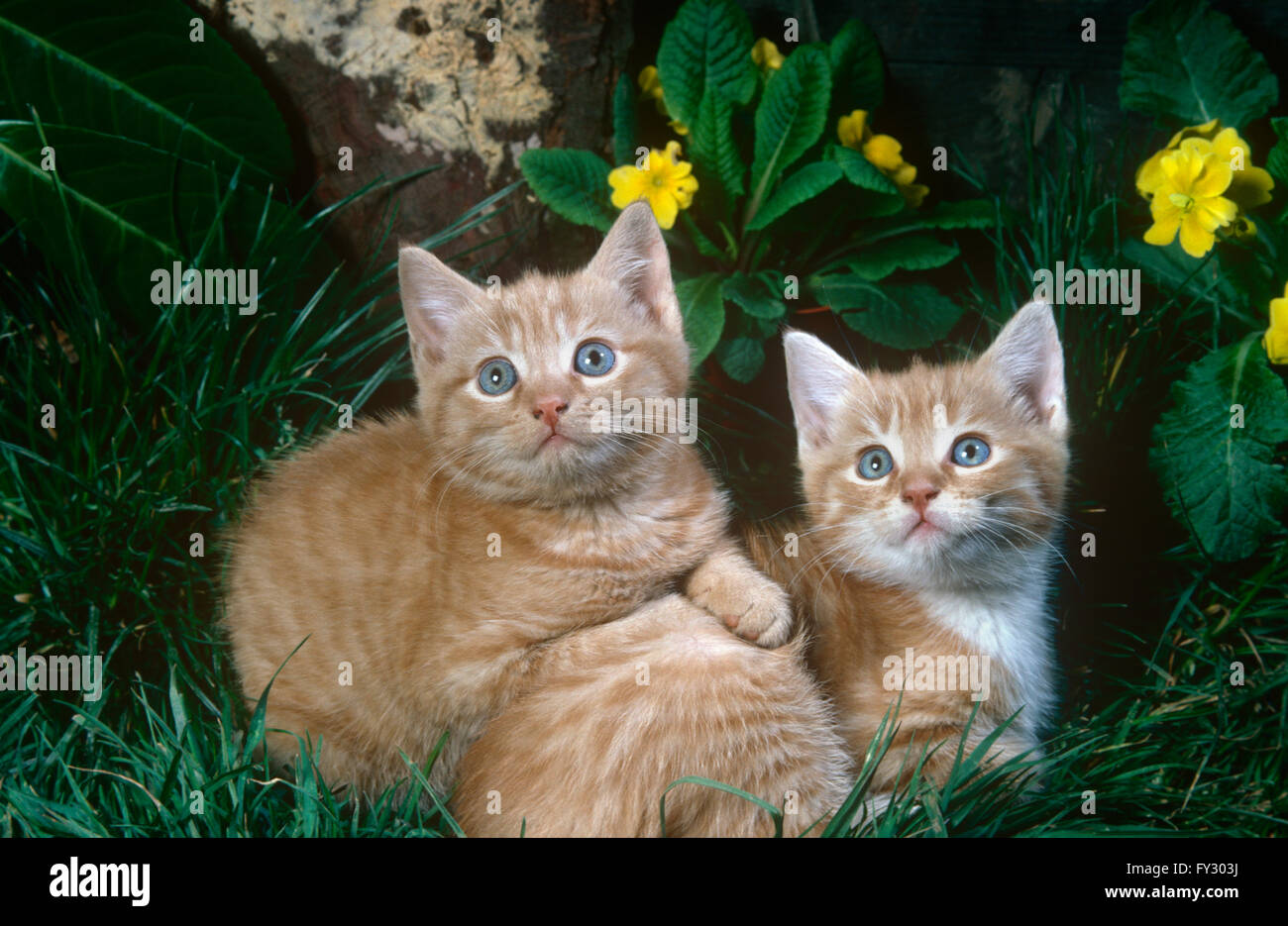 Zwei Ingwer Kätzchen draußen auf dem Rasen liegen. Stockfoto