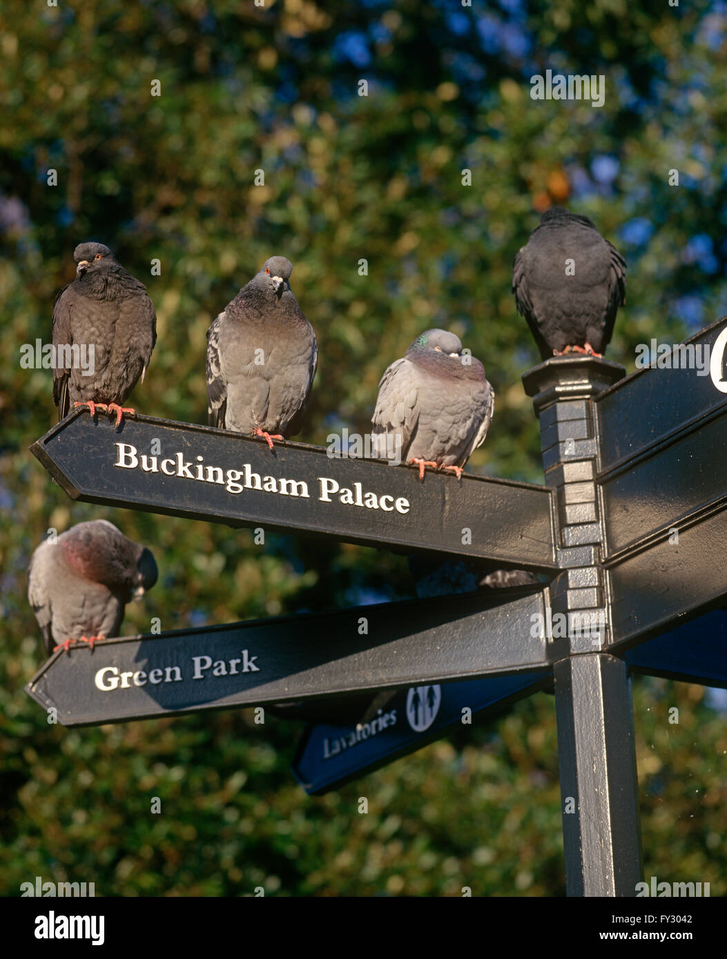 Tauben sitzen auf einem Schild für Buckingham Palace und Green Park. Stockfoto
