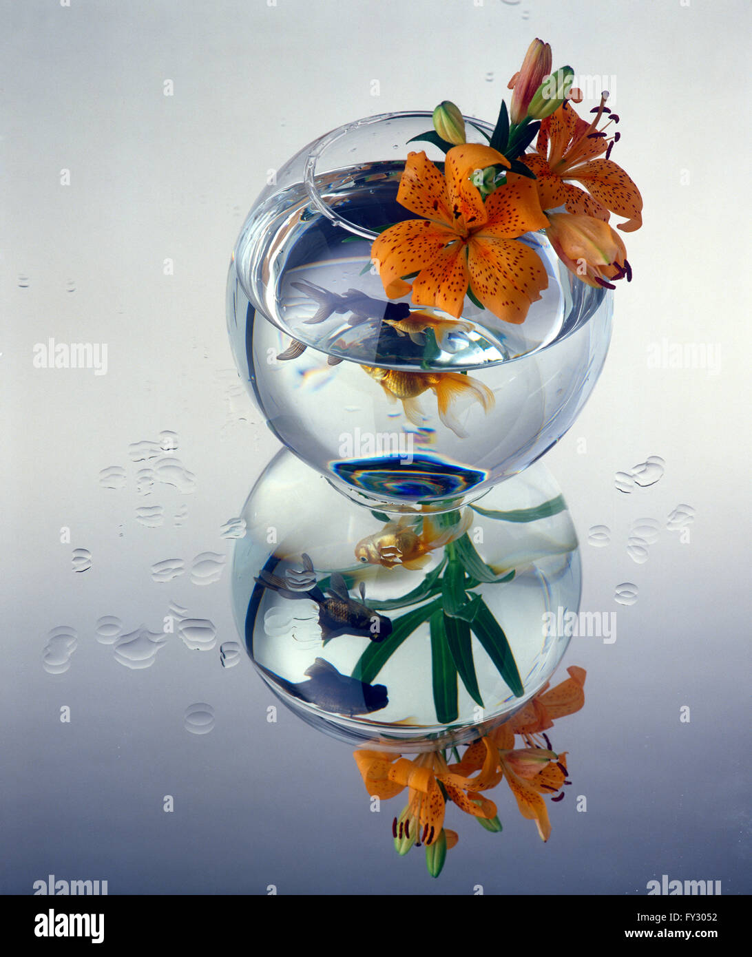 Eine Nahaufnahme der eine Schüssel mit einem Goldfisch und orangen Blüten im Inneren. Stockfoto