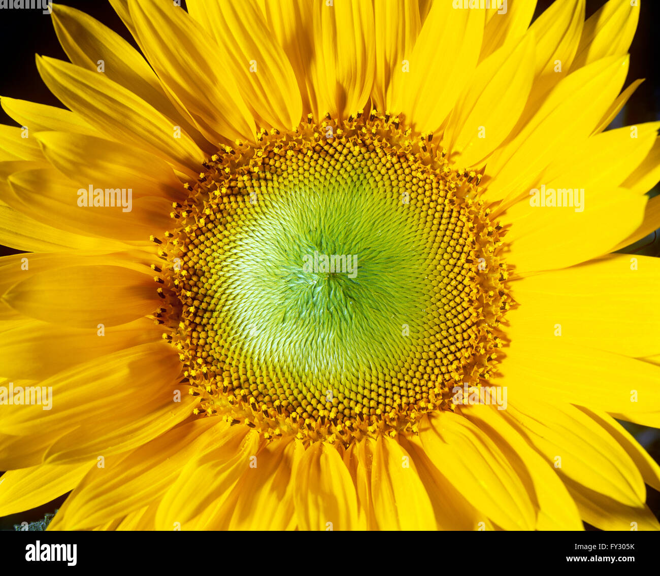 Nahaufnahme einer gelben Sonnenblume. Stockfoto