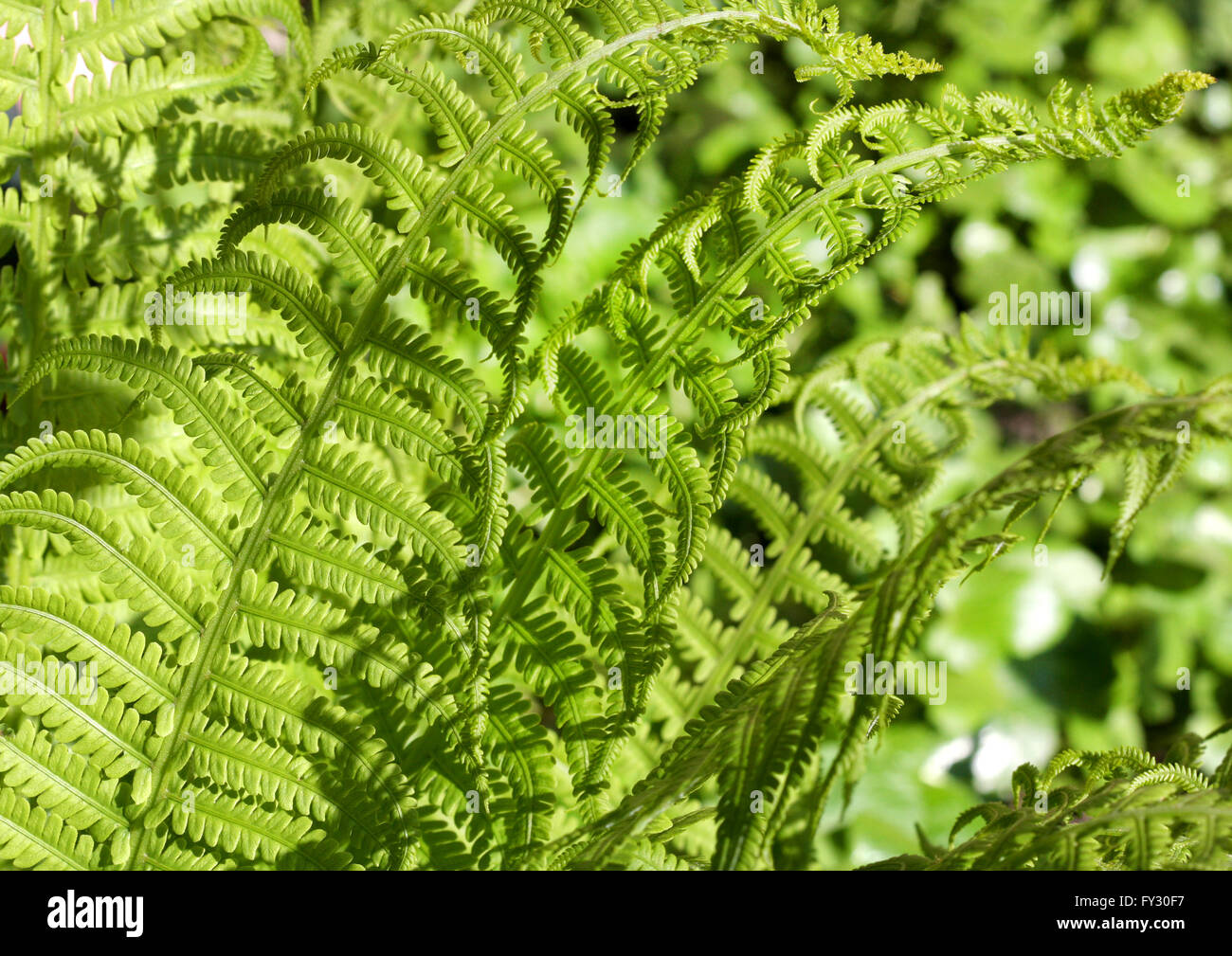 Leuchtend grüner Farn Hintergrund Stockfoto