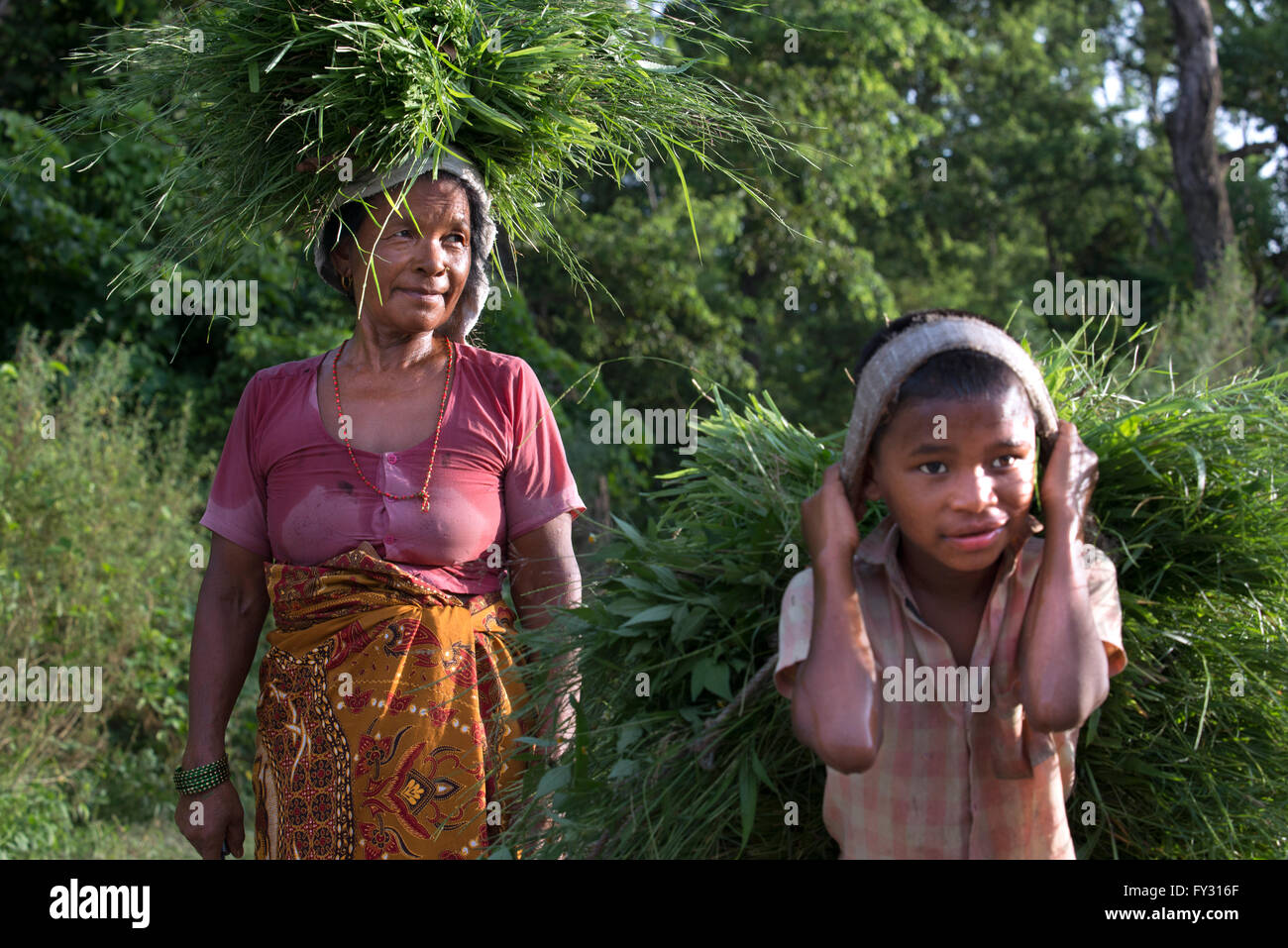 Frau und kleinen Jungen Kommissionierung Wiese in Chitwan Nationalpark, Nepal, Asien. Ausbeutung von Kinderarbeit. Stockfoto
