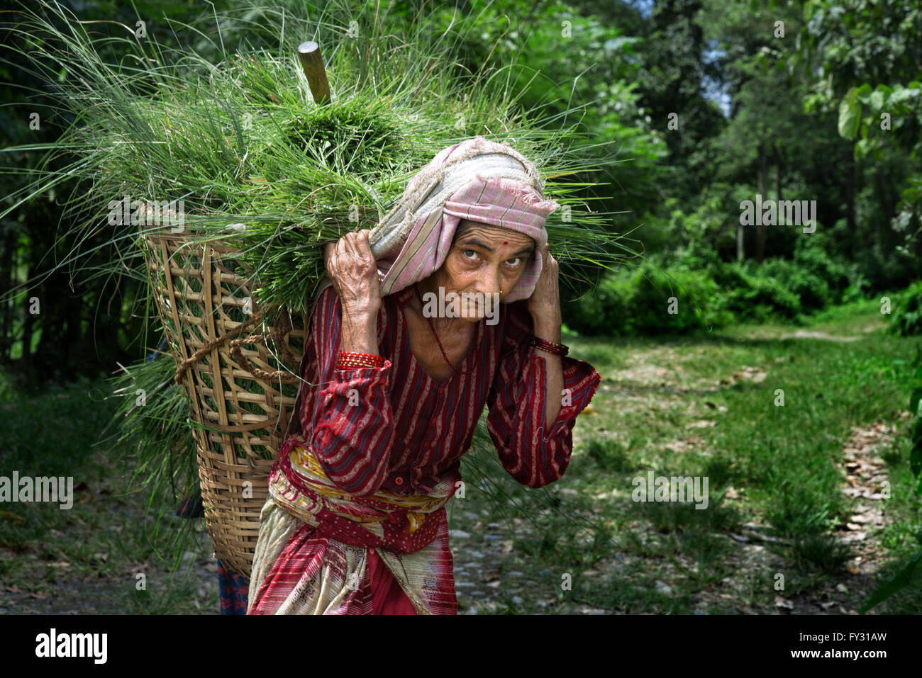 Alte Frau Kommissionierung Wiese in Chitwan Nationalpark, Nepal, Asien. Stockfoto