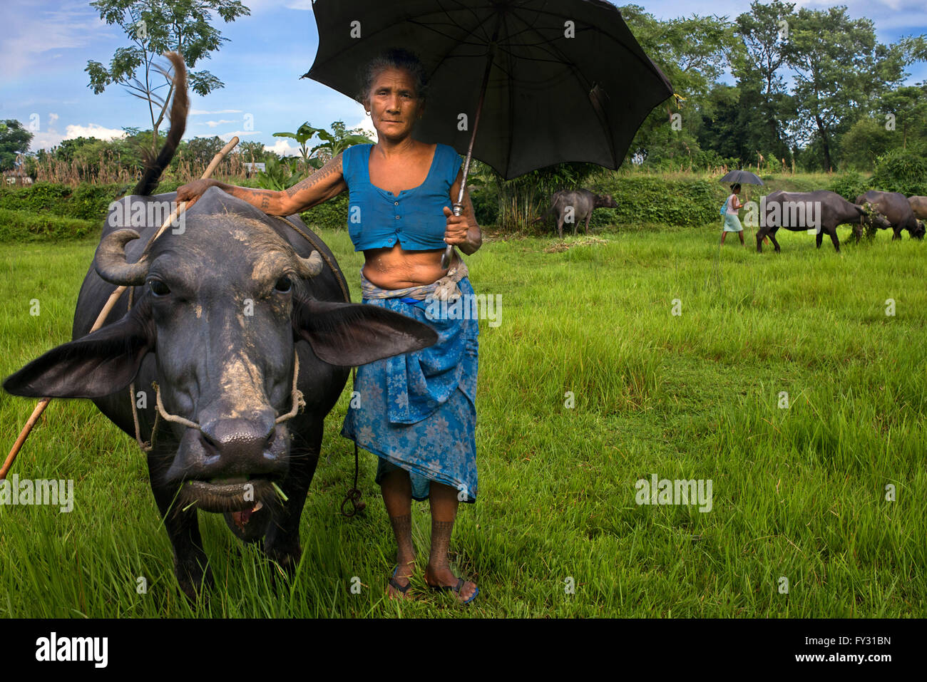 Eine Frau kümmert sich um seine Büffel in Chitwan Nationalpark, Nepal, Asien. Stockfoto