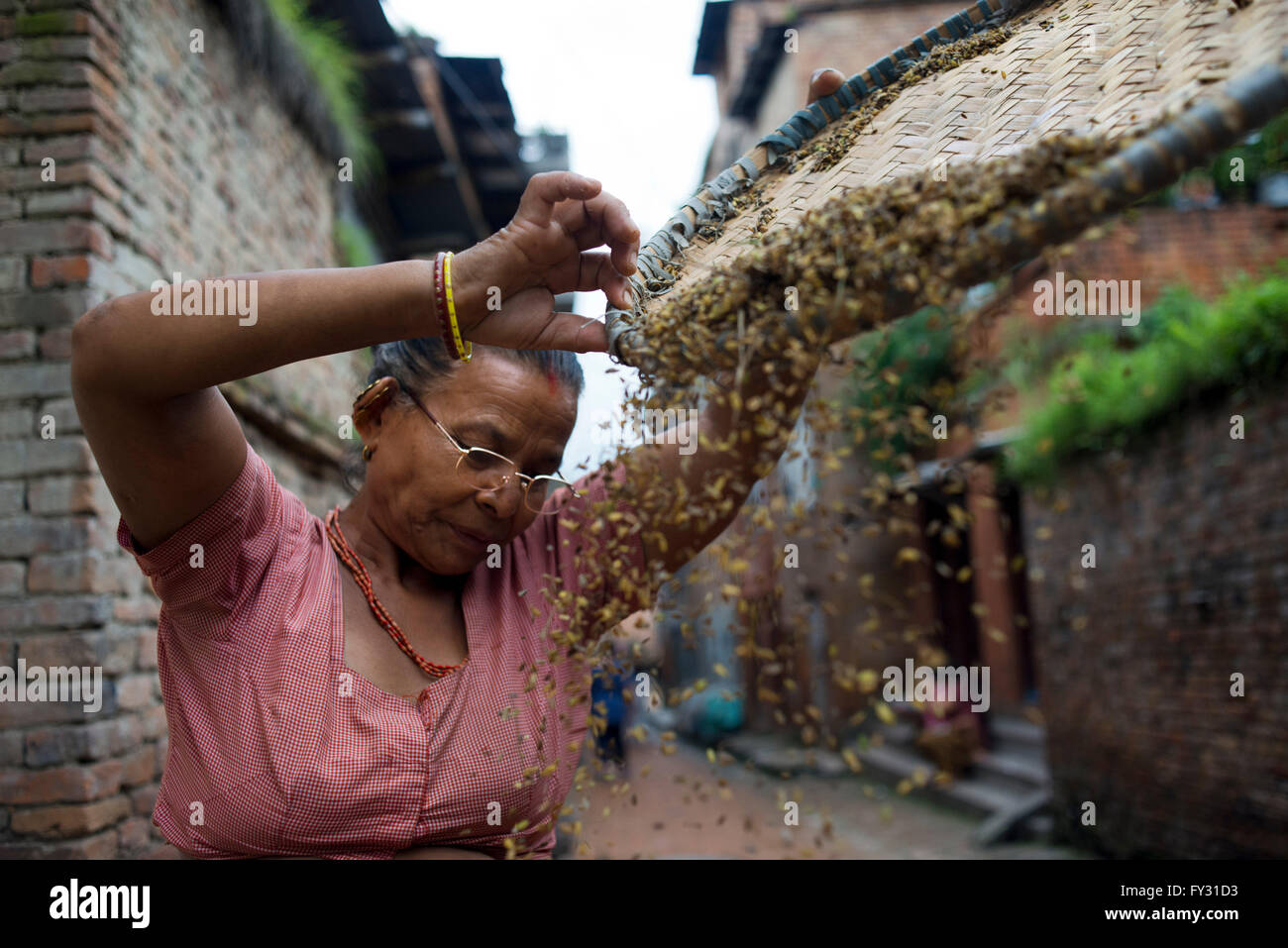 Dreschen von Getreide in den Straßen von Bhaktapur, Kathmandu-Tal, Nepal Stockfoto