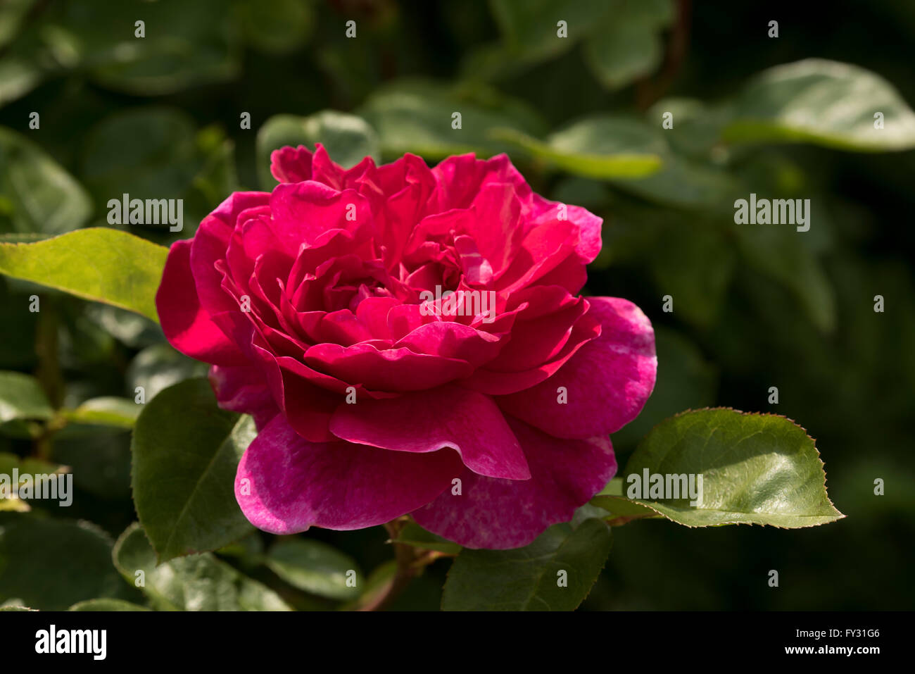 Rosa "Sophy Rose Auslot", stieg ein tief rosa hybride Teestrauch in der Strauch Rosengarten von der RHS Garden Rosemoor, große Torring Stockfoto