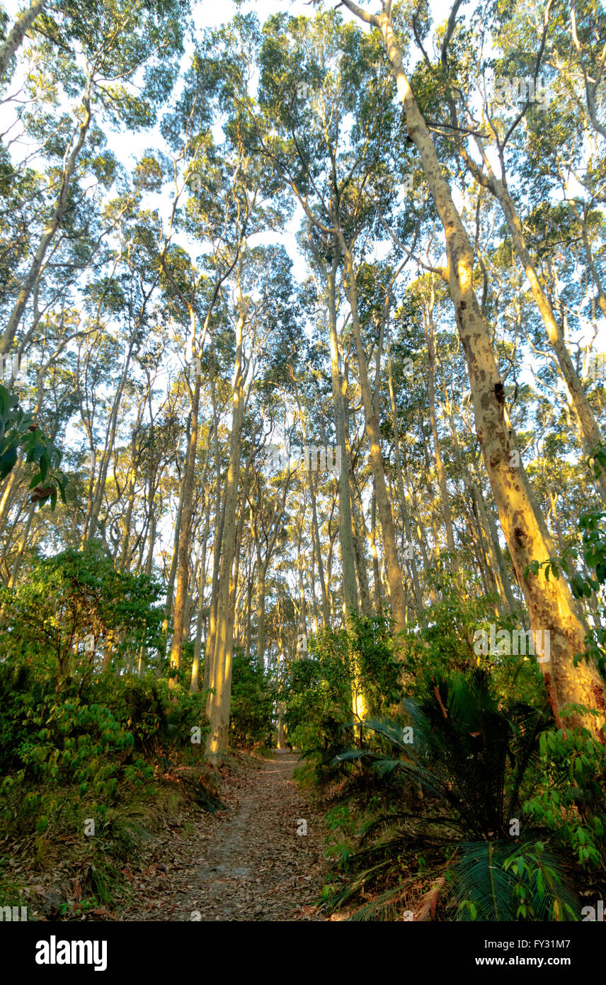 Gefleckte Eukalyptusbäume (Eucalyptus Maculata oder Corymbia Maculata), Eurobodolla Nationalpark, Mystery Bay, New South Wales, NSW, Australien Stockfoto