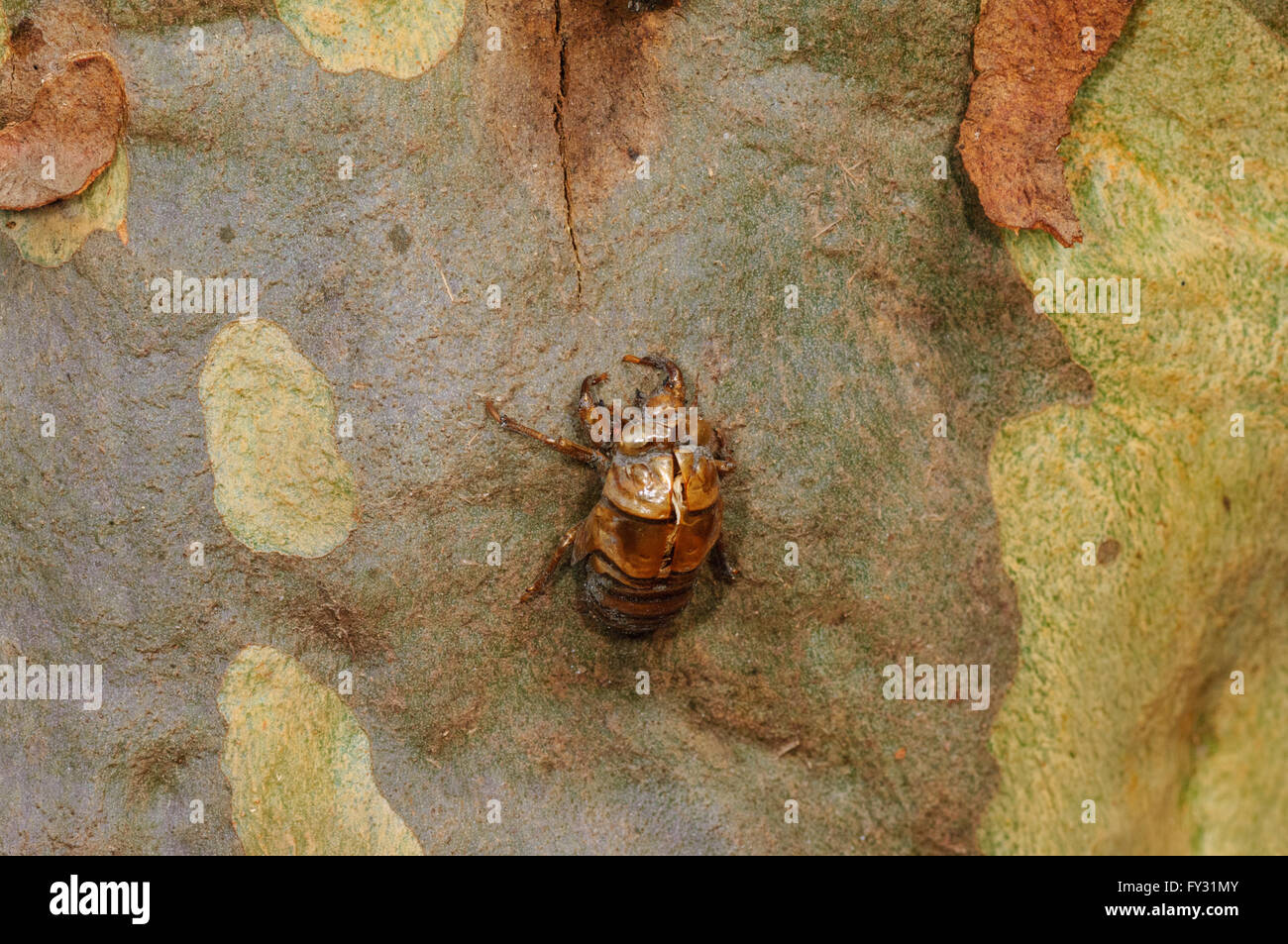 Zikade Exoskelett, New-South.Wales, Australien Stockfoto