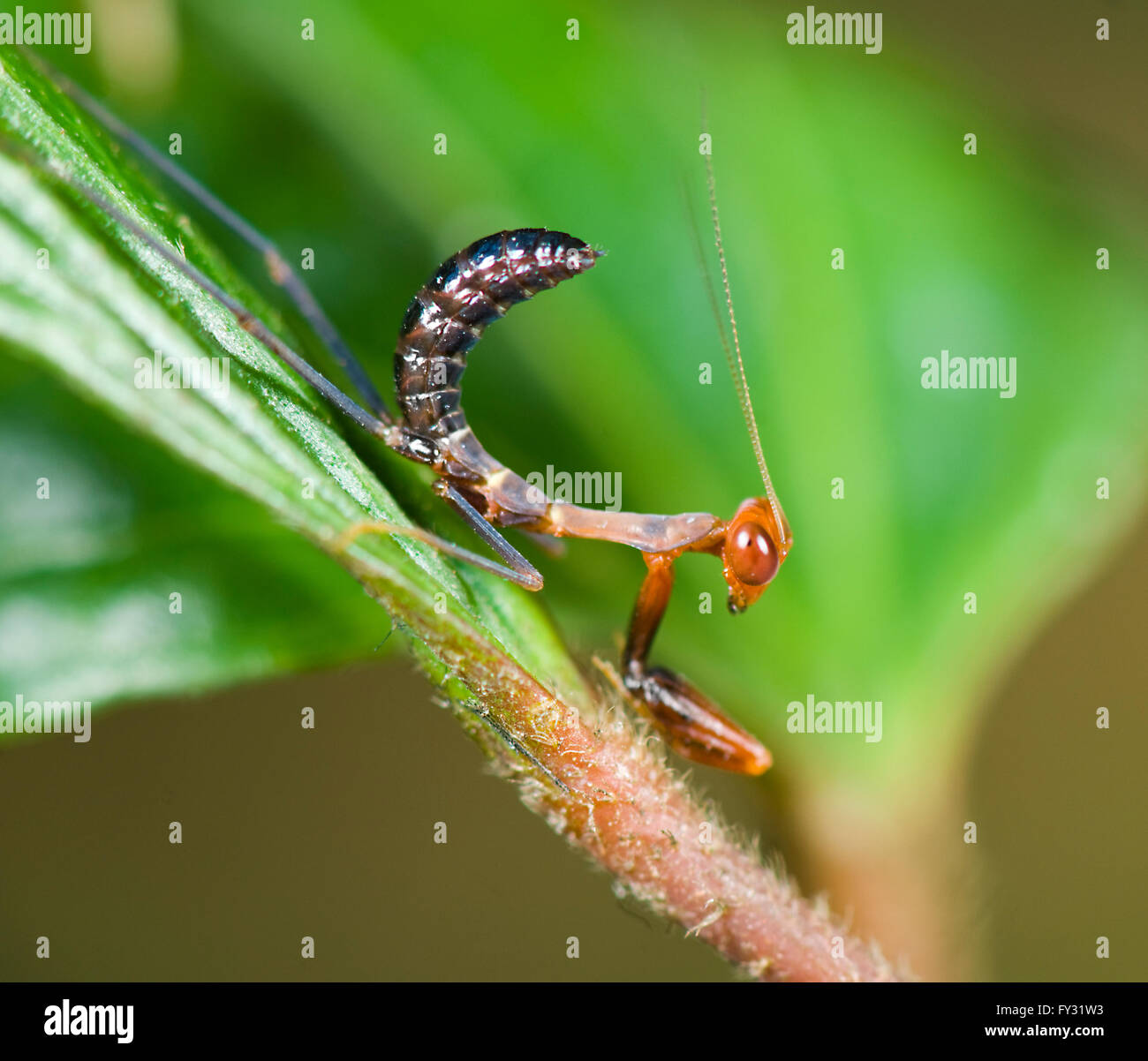 Praying Mantis Nymph Stockfotos und bilder Kaufen Alamy