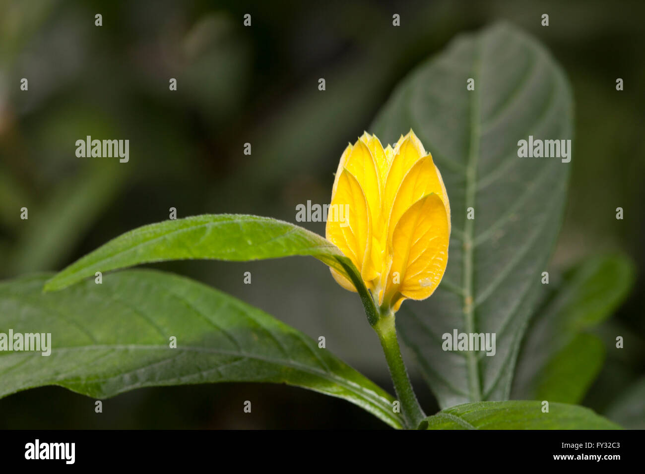 Lutscher Pflanze oder Golden Garnelen (Pachystachys Lutea), heimische Pflanze nach Peru Stockfoto