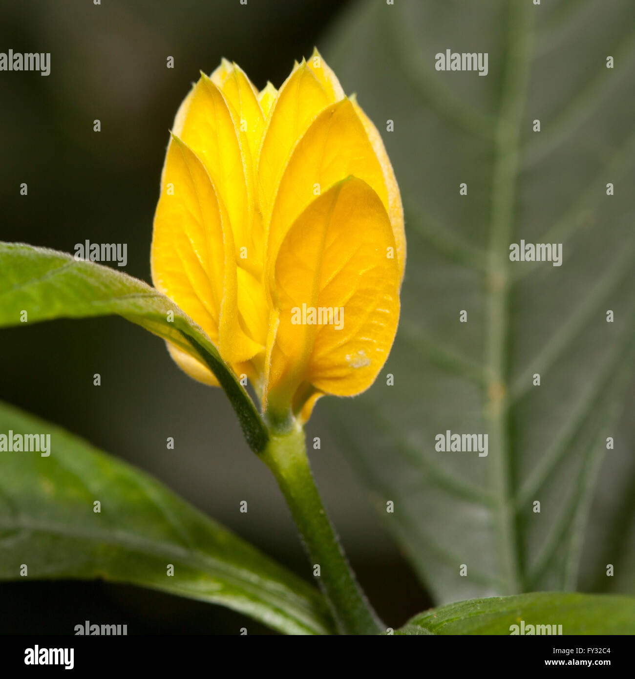 Lutscher Pflanze oder Golden Garnelen (Pachystachys Lutea), heimische Pflanze nach Peru Stockfoto