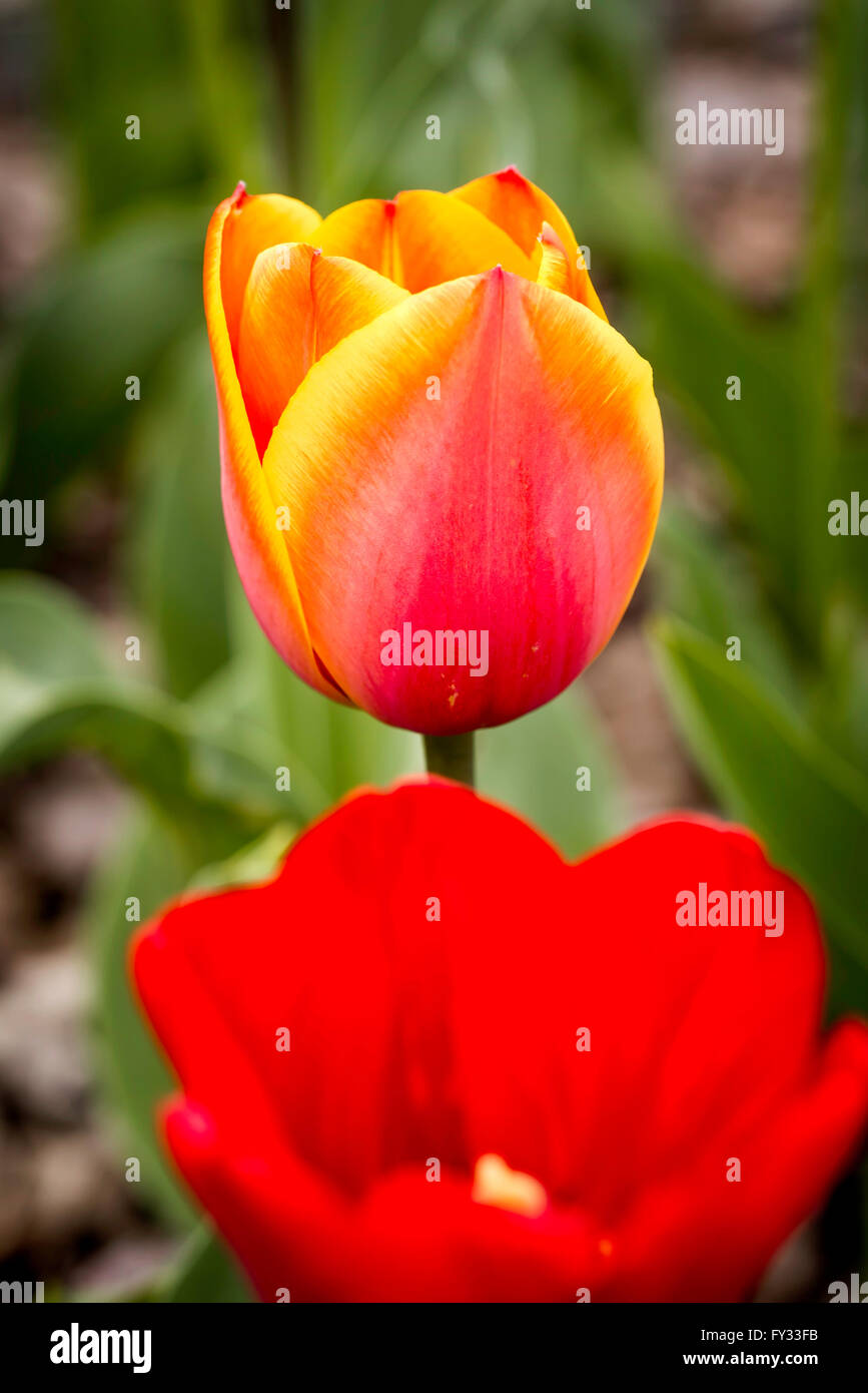 Eine zarte Rot und orange Tulpe unter die warme Frühlingssonne Stockfoto