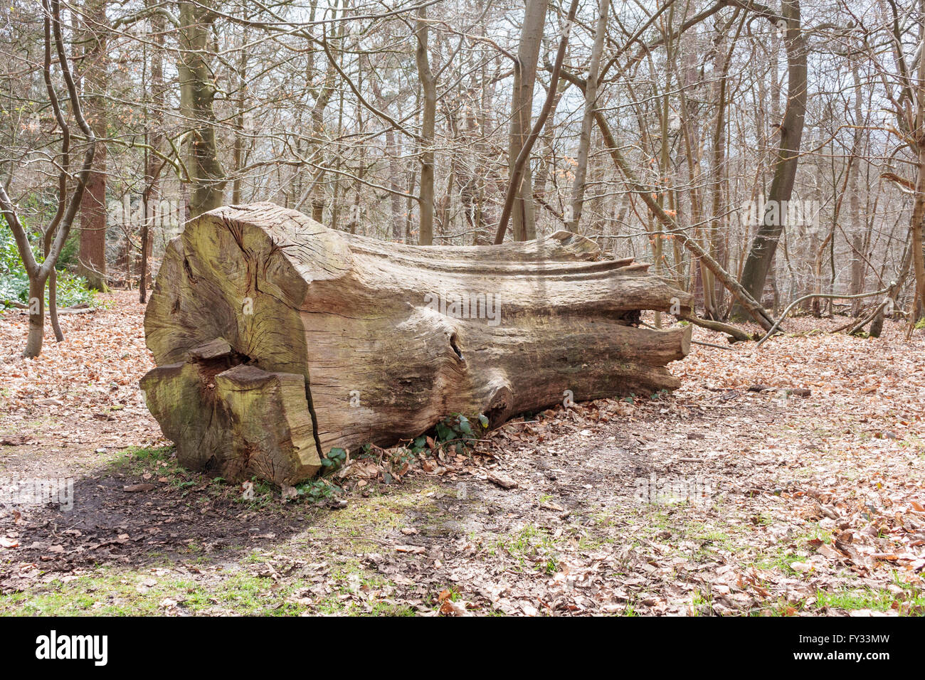 Eine alte tot gefällten Baumstamm in Black Park, Wexham, Bucks, UK Stockfoto