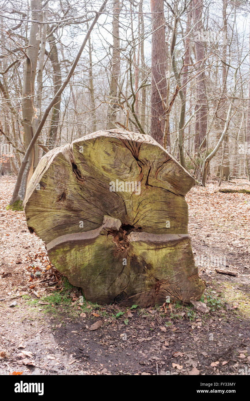 Querschnitt durch einen Toten gefällten Baumstamm zeigt das Korn und Ringe in Black Park, Wexham, Bucks, UK Stockfoto