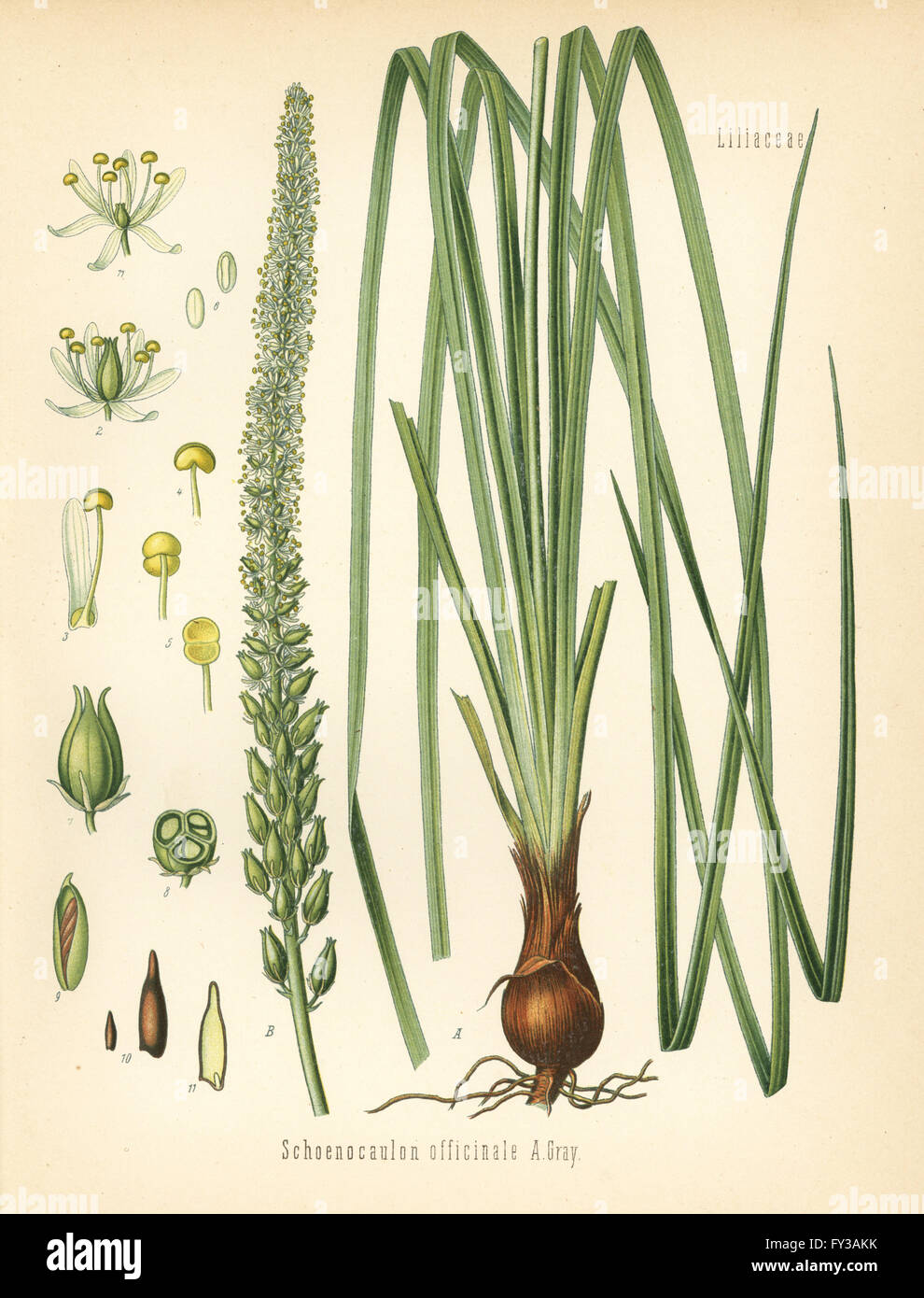 Sabadilla oder Cebadilla, Schoenocaulon Officinale. Farblitho nach eine botanische Illustration von Hermann Adolph Koehler Heilpflanzen, herausgegeben von Gustav Pabst, Köhler, Deutschland, 1887. Stockfoto