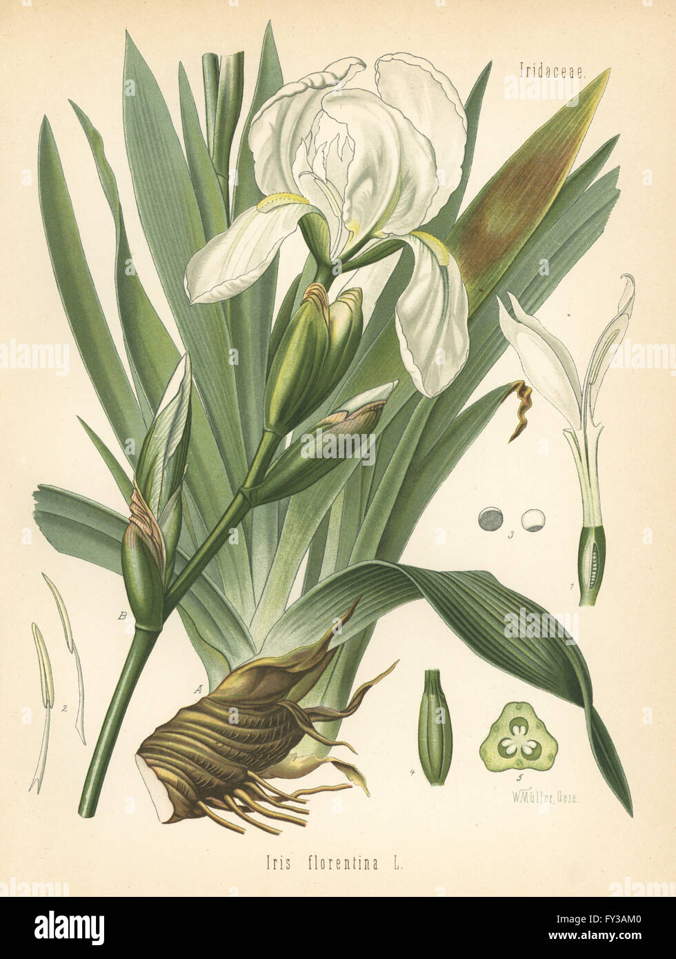 Weiße Fahne, Iris Germanica (Iris Florentina). Farblitho nach eine botanische Illustration von Walther Müller aus Heilpflanzen Hermann Adolph Koehler, herausgegeben von Gustav Pabst, Köhler, Deutschland, 1887. Stockfoto