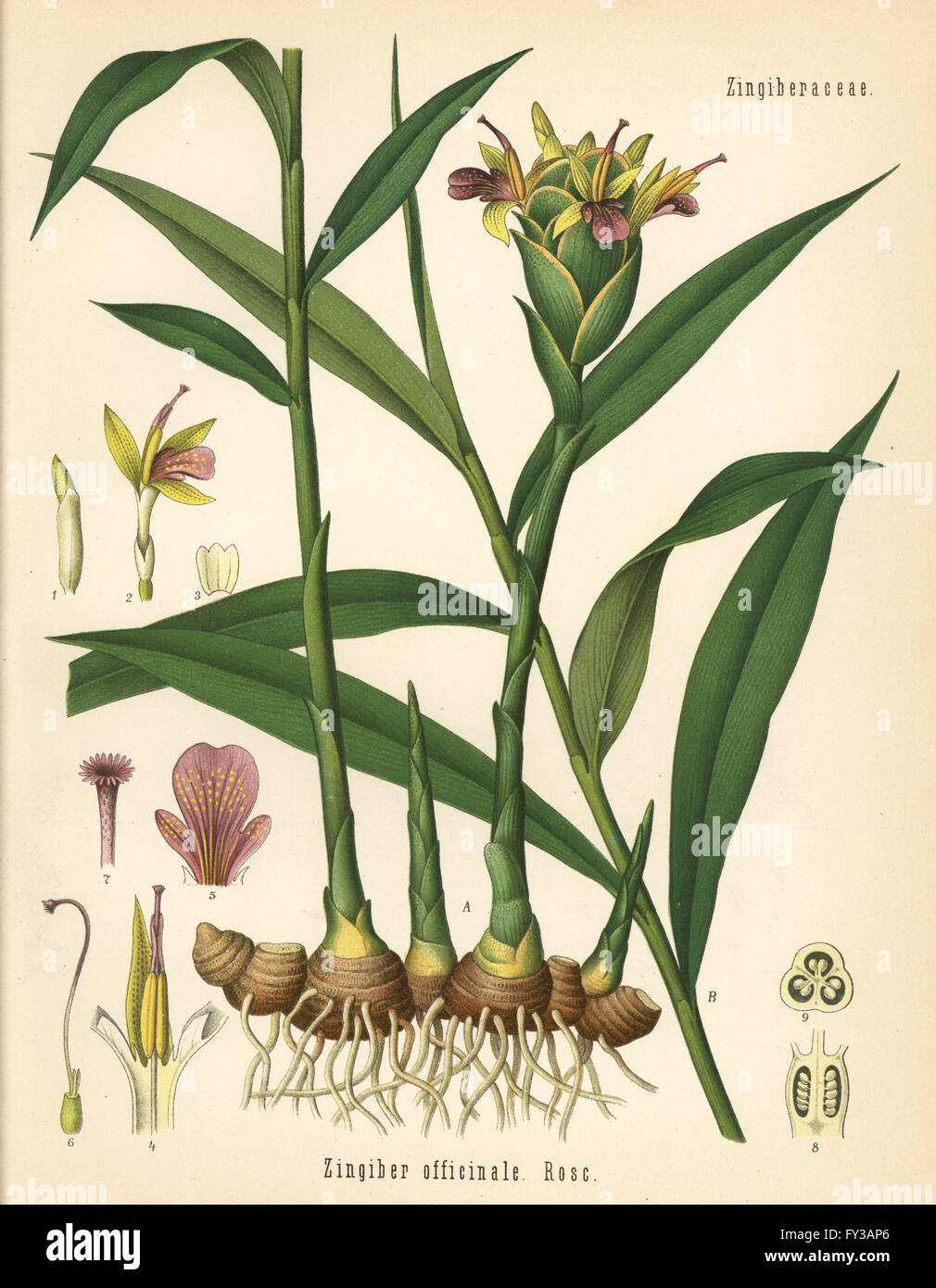 Ingwer, Zingiber Officinale. Farblitho nach eine botanische Illustration von Hermann Adolph Koehler Heilpflanzen, herausgegeben von Gustav Pabst, Köhler, Deutschland, 1887. Stockfoto