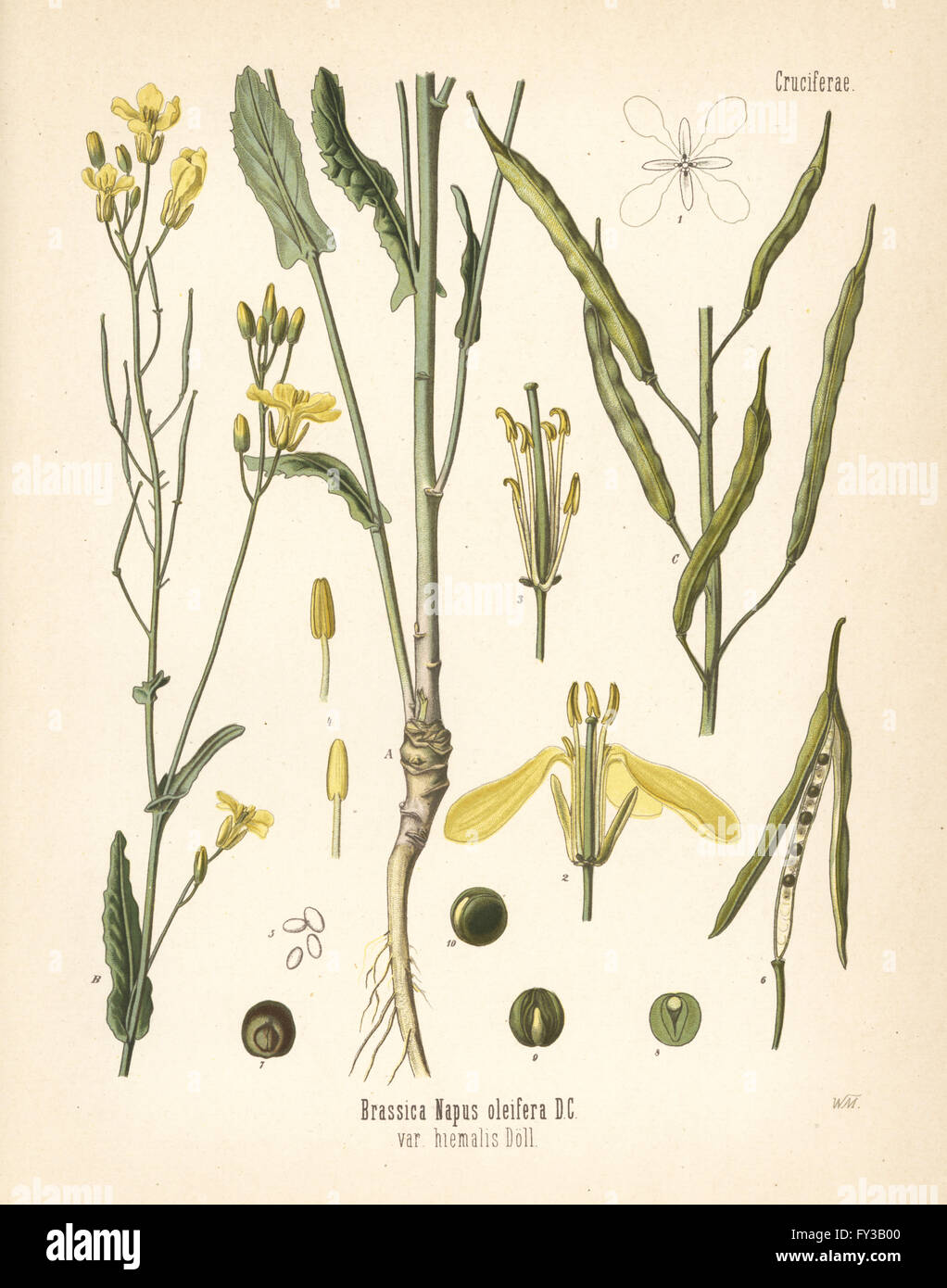 Raps oder Vergewaltigung, Brassica Napus Oleifera var. Hiemalis ...