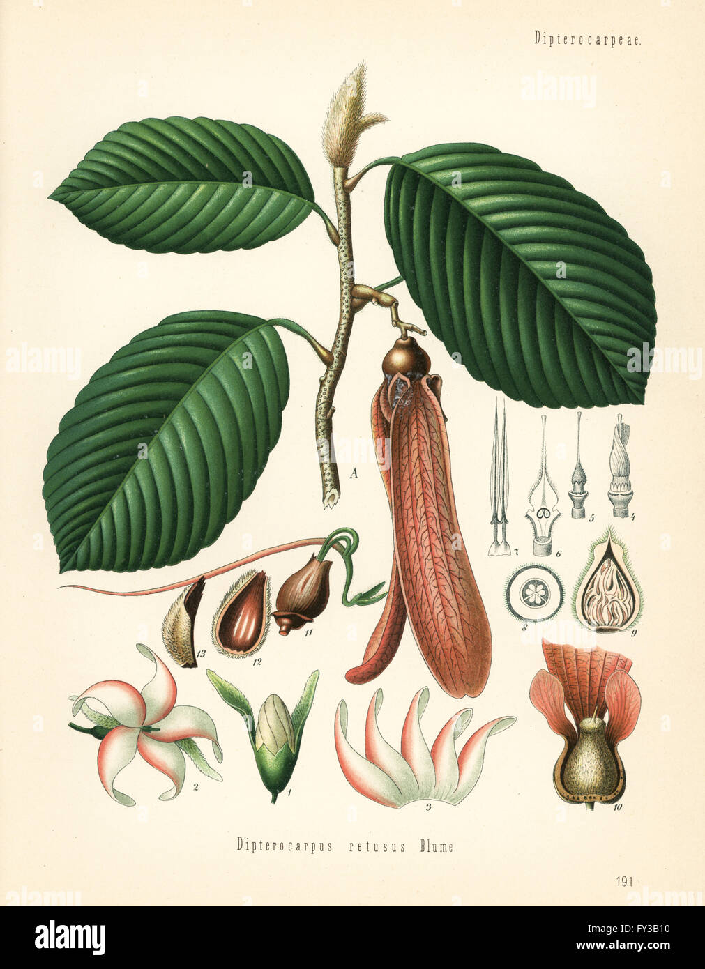 Dipterocarpus Retusus Baum. Verwundbar. Farblitho nach eine botanische Illustration von Walther Müller oder C.F. Schmidt, Hermann Adolph Koehler Heilpflanzen, herausgegeben von Gustav Pabst, Köhler, Deutschland, 1887. Stockfoto