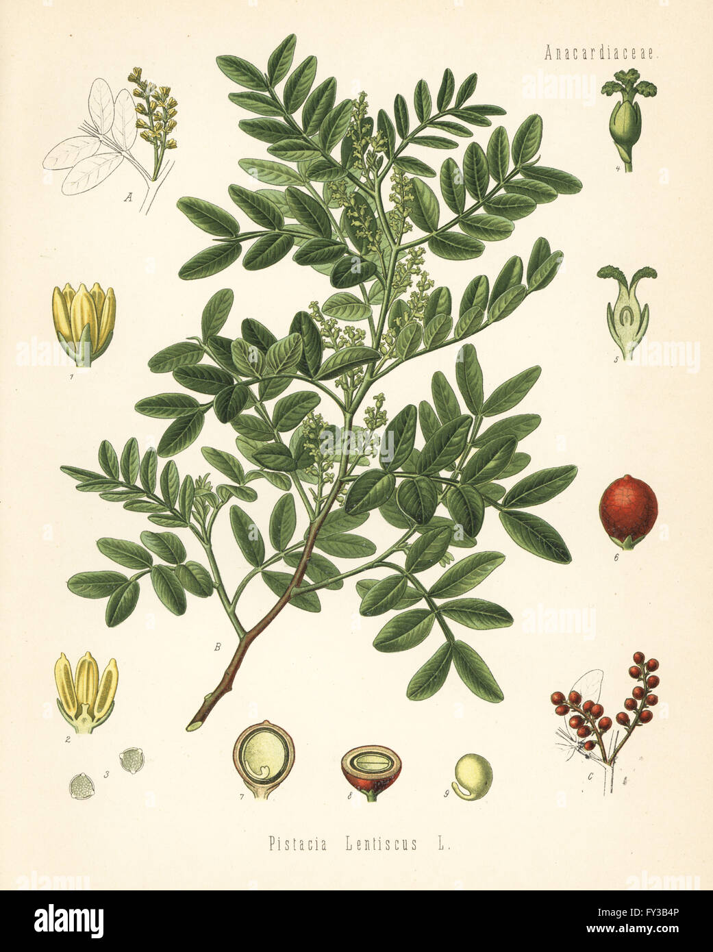 Mastix, Pistacia Mastixsträuchern. Farblitho nach eine botanische Illustration von Hermann Adolph Koehler Heilpflanzen, herausgegeben von Gustav Pabst, Köhler, Deutschland, 1887. Stockfoto