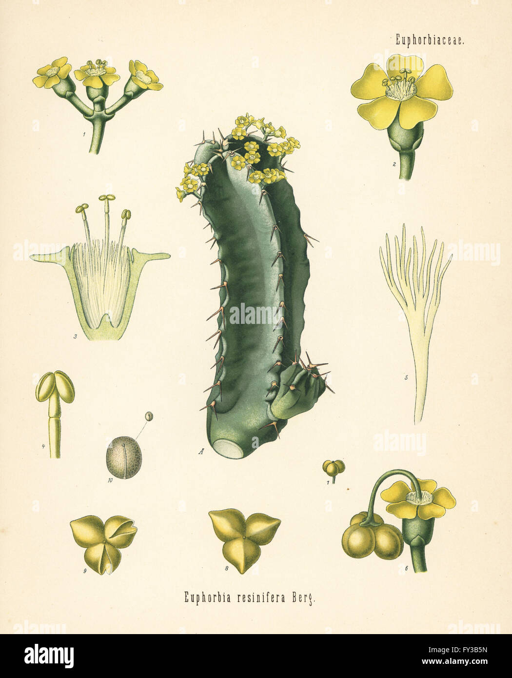 Harz-Wolfsmilch, Euphorbia Resinifera. Farblitho nach eine botanische Illustration von Hermann Adolph Koehler Heilpflanzen, herausgegeben von Gustav Pabst, Köhler, Deutschland, 1887. Stockfoto