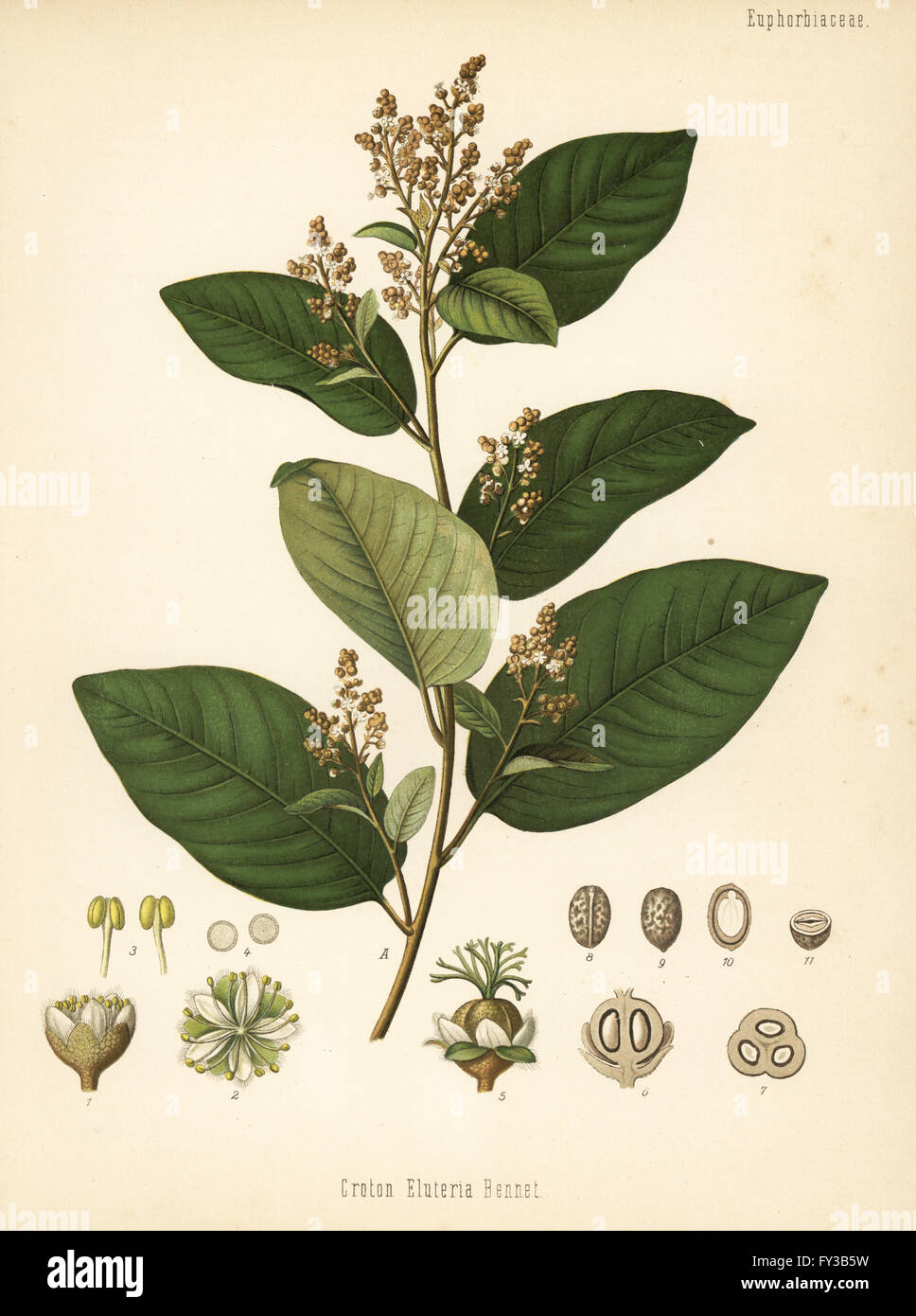 Chininpflanze, Croton Eluteria. Farblitho nach eine botanische Illustration von Hermann Adolph Koehler Heilpflanzen, herausgegeben von Gustav Pabst, Köhler, Deutschland, 1887. Stockfoto