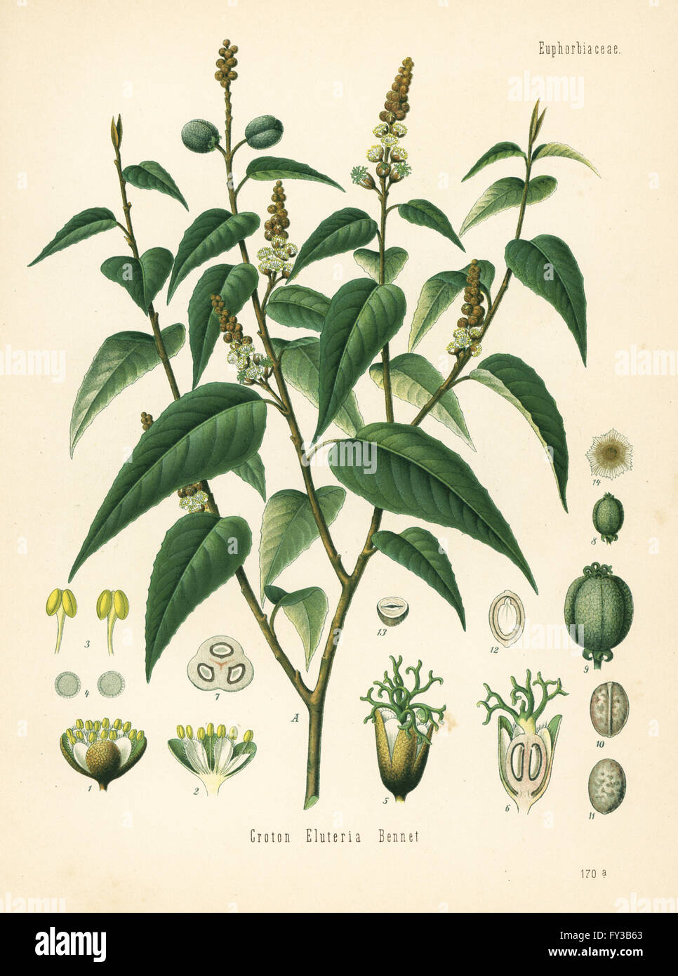 Chininpflanze, Croton Eluteria. Farblitho nach eine botanische Illustration von Hermann Adolph Koehler Heilpflanzen, herausgegeben von Gustav Pabst, Köhler, Deutschland, 1887. Stockfoto