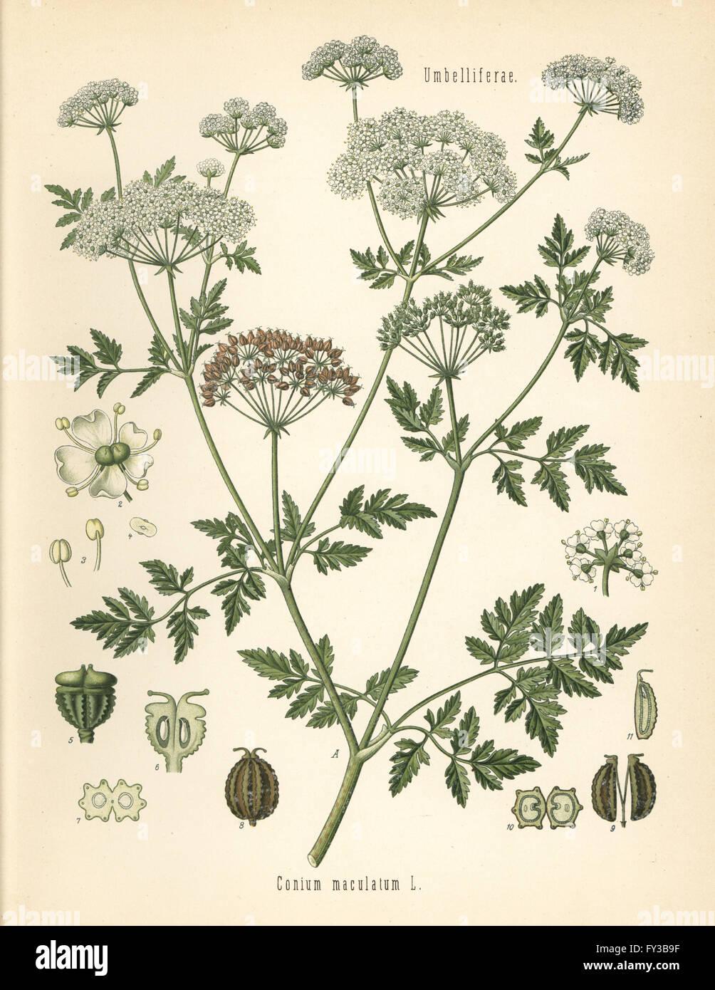 Poison Hemlock, conium Maculatum. Chromolithograph nach einem botanischen Abbildung von Heilpflanzen Hermann Adolph von Koehler, von Gustav Pabst, Koehler, Deutschland, 1887 bearbeitet werden. Stockfoto