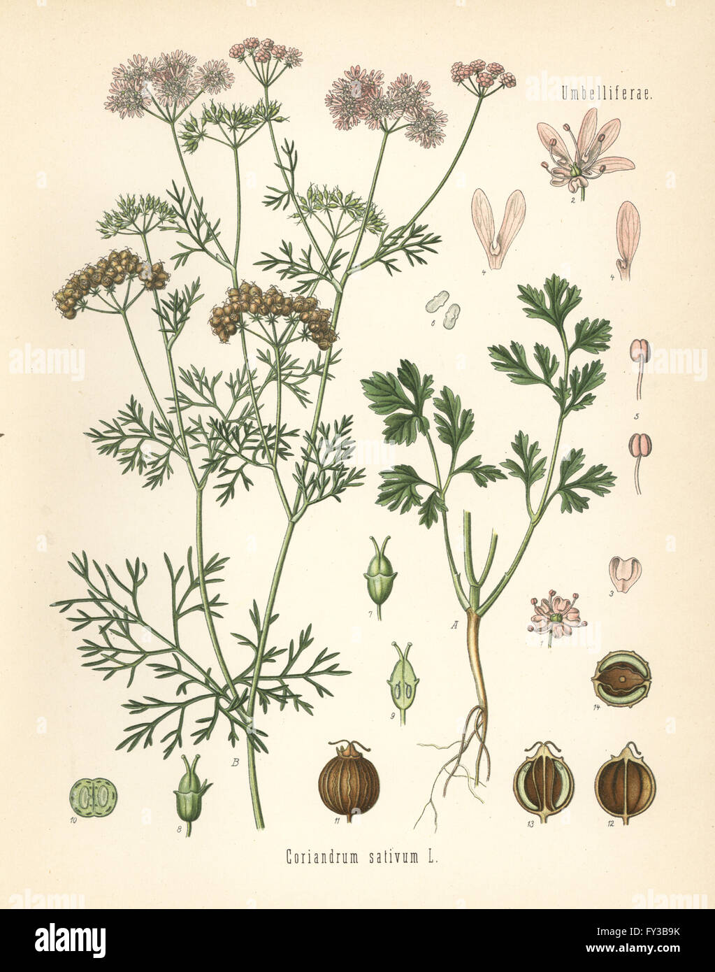 Koriander, Coriandrum Sativum. Farblitho nach eine botanische Illustration von Hermann Adolph Koehler Heilpflanzen, herausgegeben von Gustav Pabst, Köhler, Deutschland, 1887. Stockfoto