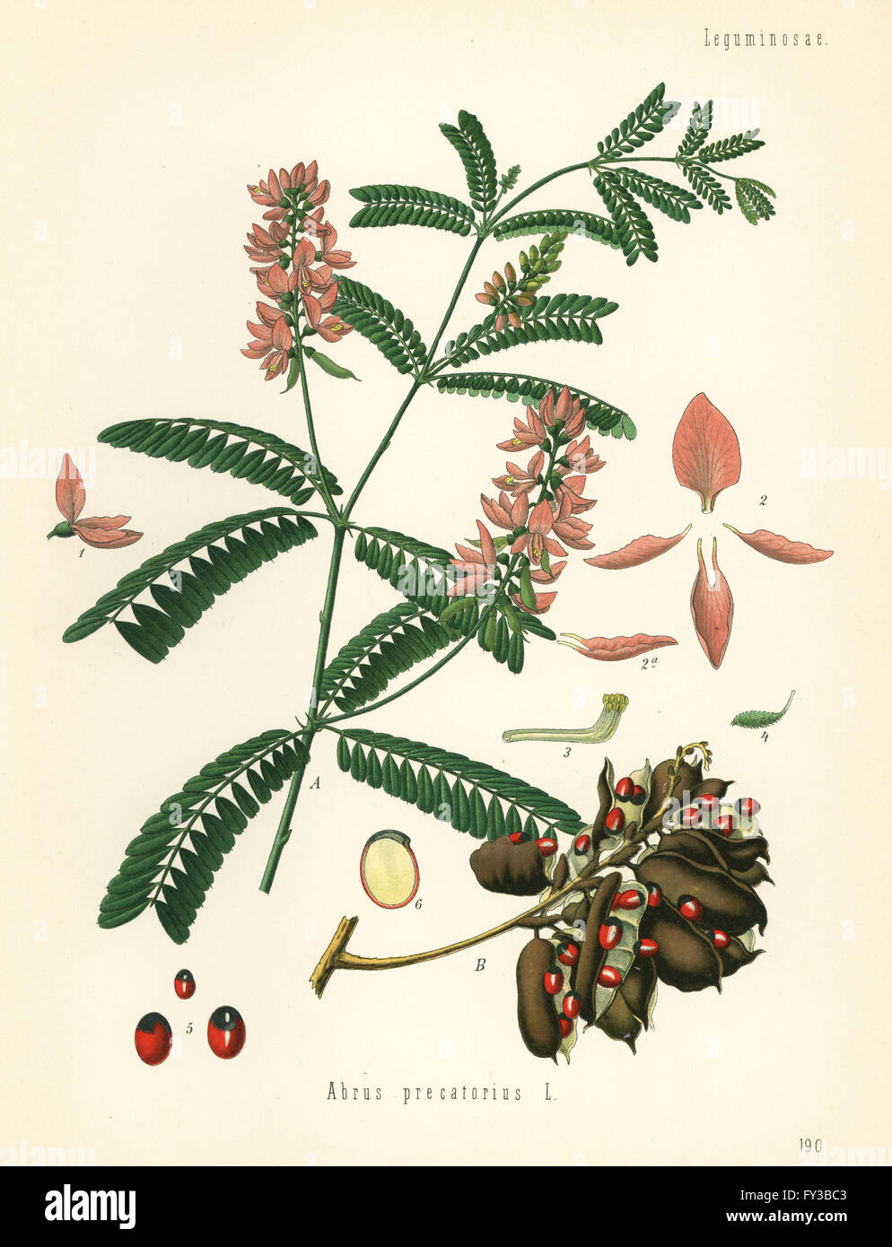 Indische Süßholz, Abrus Precatorius. Farblitho nach eine botanische Illustration von Hermann Adolph Koehler Heilpflanzen, herausgegeben von Gustav Pabst, Köhler, Deutschland, 1887. Stockfoto