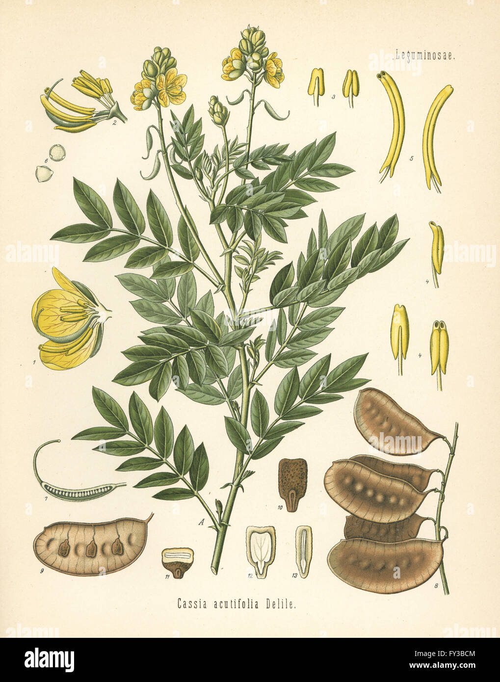 Senna Senna Alexandrina (Cassia Acutifolia). Farblitho nach eine botanische Illustration von Hermann Adolph Koehler Heilpflanzen, herausgegeben von Gustav Pabst, Köhler, Deutschland, 1887. Stockfoto