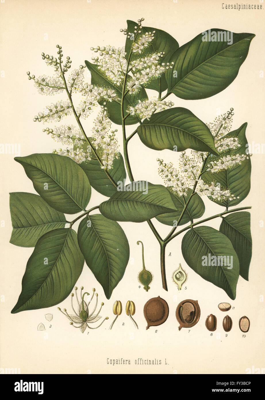 Copaiva, Copaifera Officinalis. Farblitho nach eine botanische Illustration von Hermann Adolph Koehler Heilpflanzen, herausgegeben von Gustav Pabst, Köhler, Deutschland, 1887. Stockfoto