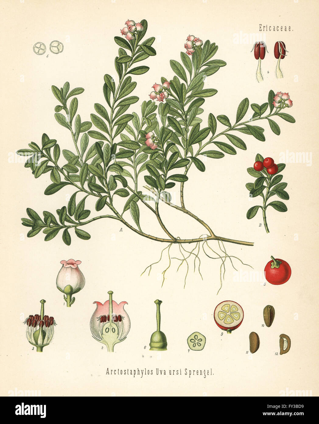 Bärentraube, Arctostaphylos Uva-Ursi. Farblitho nach eine botanische Illustration von Hermann Adolph Koehler Heilpflanzen, herausgegeben von Gustav Pabst, Köhler, Deutschland, 1887. Stockfoto