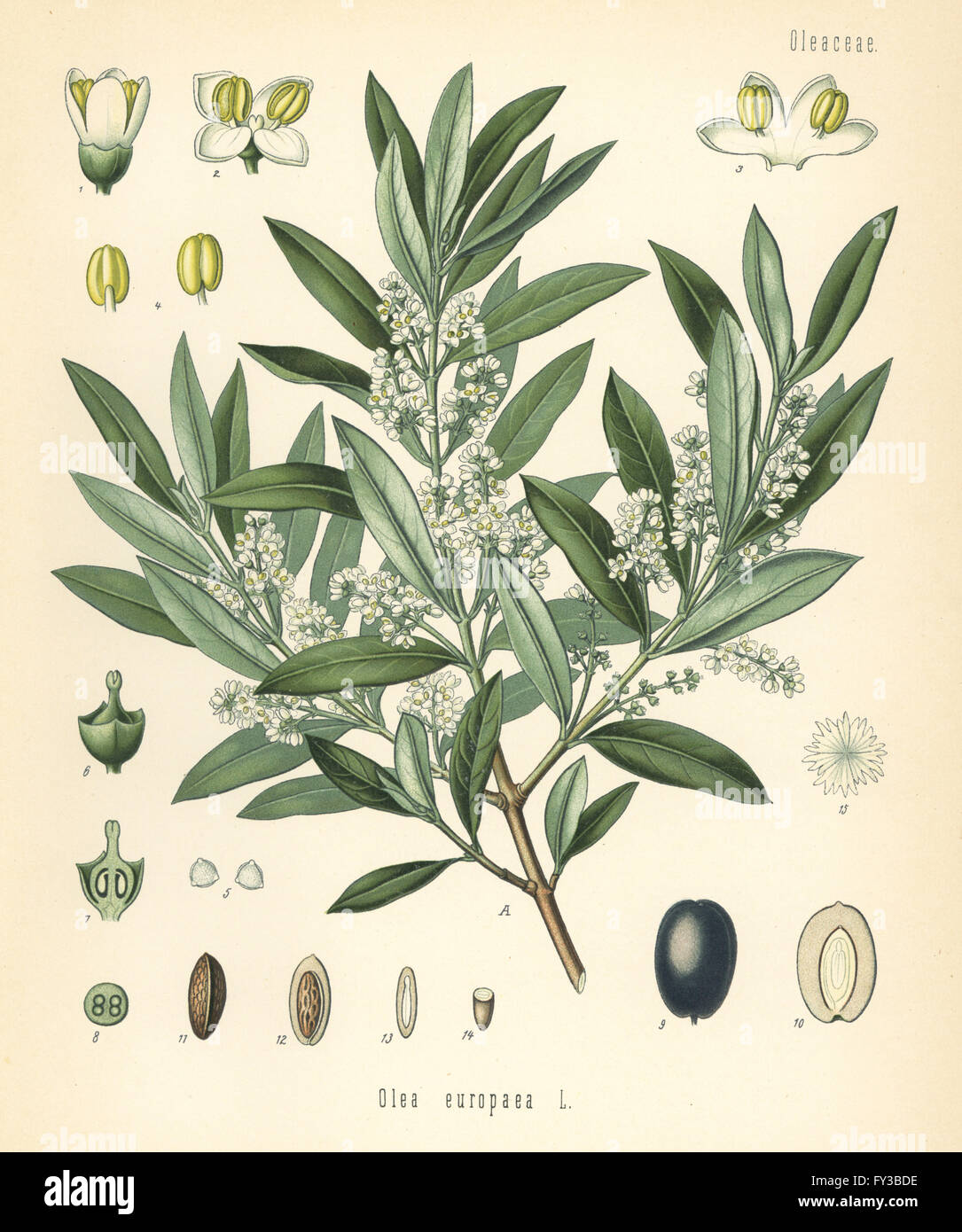 Olive, Olea Europaea. Farblitho nach eine botanische Illustration von Hermann Adolph Koehler Heilpflanzen, herausgegeben von Gustav Pabst, Köhler, Deutschland, 1887. Stockfoto