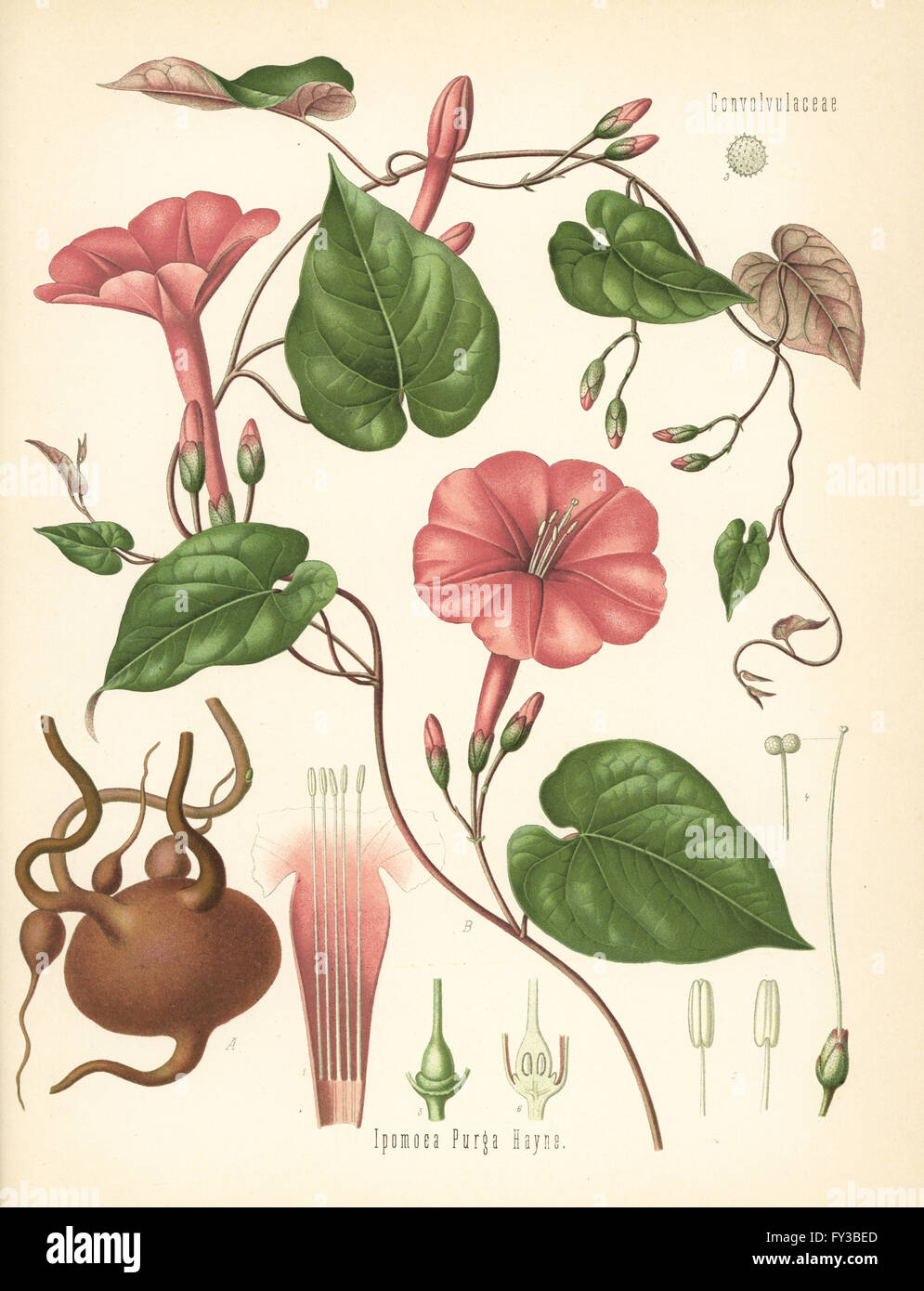 Jalap, Ipomoea Purga. Farblitho nach eine botanische Illustration von Hermann Adolph Koehler Heilpflanzen, herausgegeben von Gustav Pabst, Köhler, Deutschland, 1887. Stockfoto