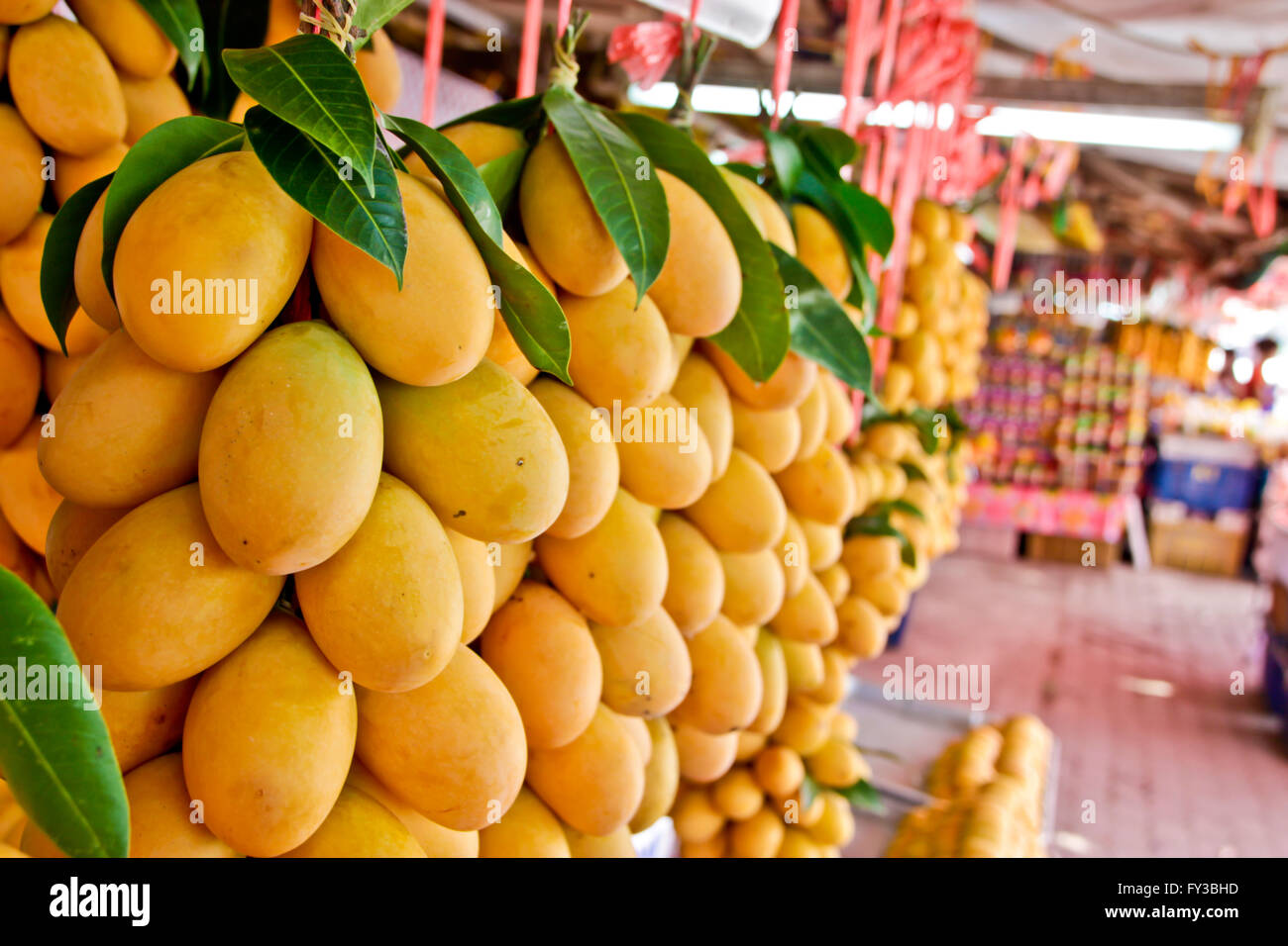 Exotische Thai Früchte. Maprang, Marian Pflaume, Gandaria, Marian in Thailand Stockfoto