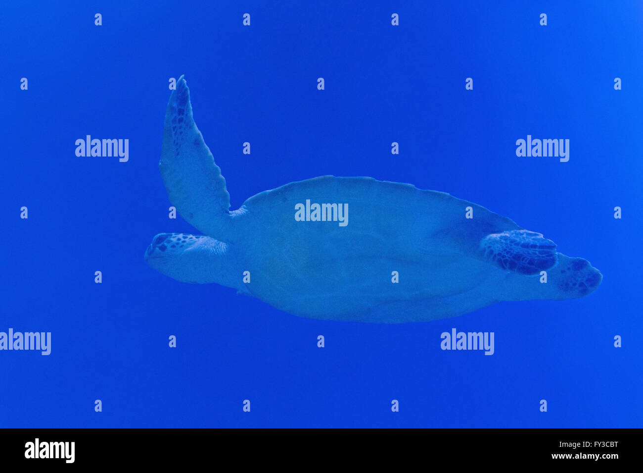 Meeresschildkröten Schwimmen im Blauwasser Stockfoto