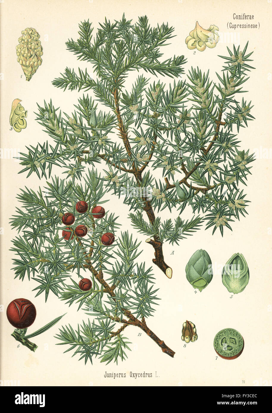 Stachelige Wacholder, Juniperus Oxycedrus. Farblitho nach eine botanische Illustration von Hermann Adolph Koehler Heilpflanzen, herausgegeben von Gustav Pabst, Köhler, Deutschland, 1887. Stockfoto