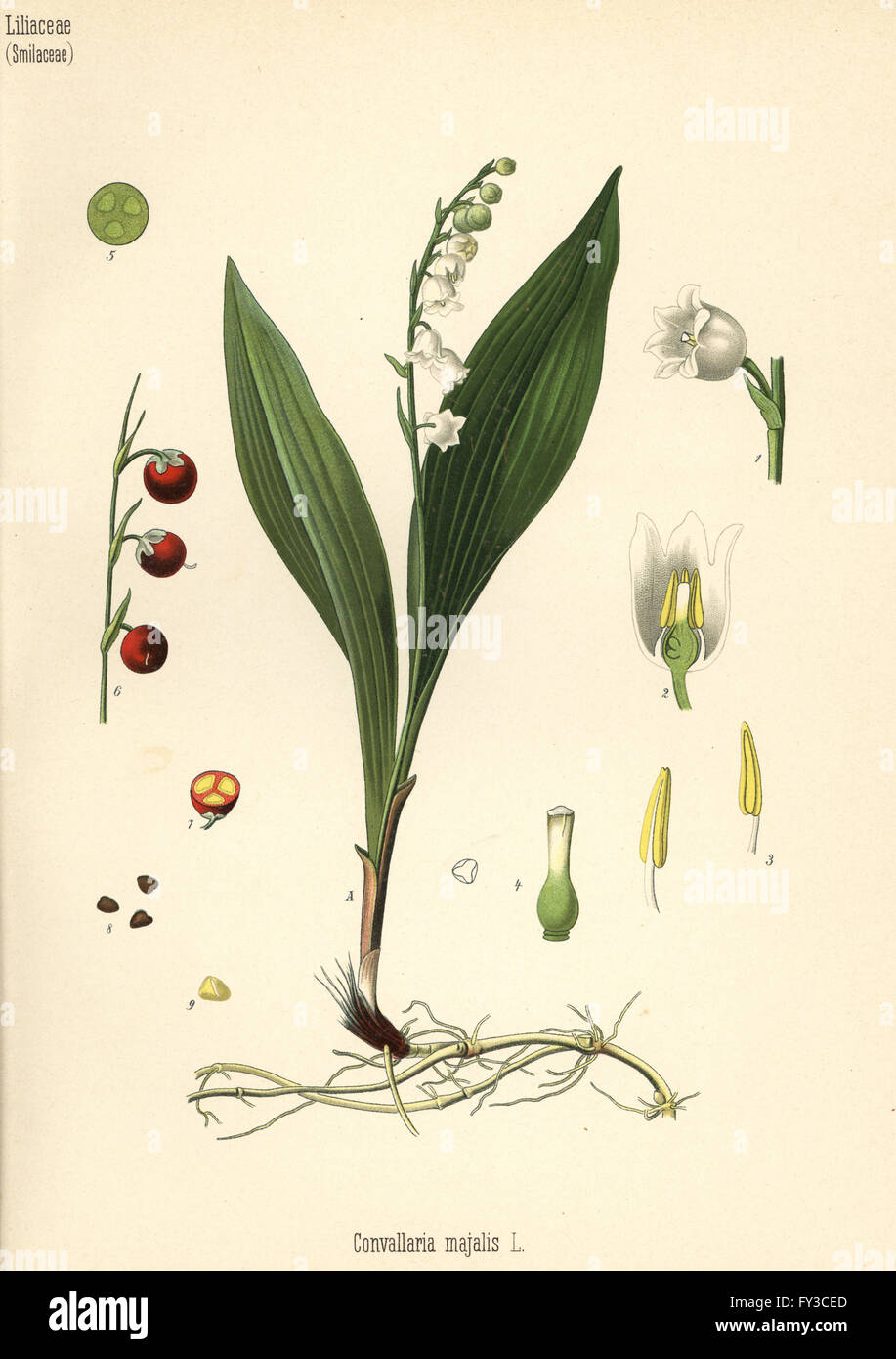 Lily Of The Valley, Convallariaarten Majalis. Farblitho nach eine botanische Illustration von Hermann Adolph Koehler Heilpflanzen, herausgegeben von Gustav Pabst, Köhler, Deutschland, 1887. Stockfoto