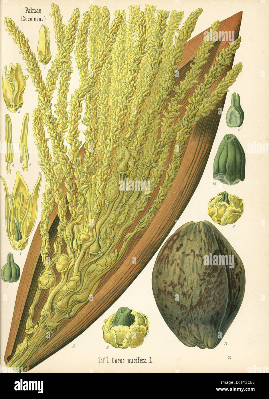 Kokospalme, Cocos Nucifera. Farblitho nach eine botanische Illustration von Hermann Adolph Koehler Heilpflanzen, herausgegeben von Gustav Pabst, Köhler, Deutschland, 1887. Stockfoto