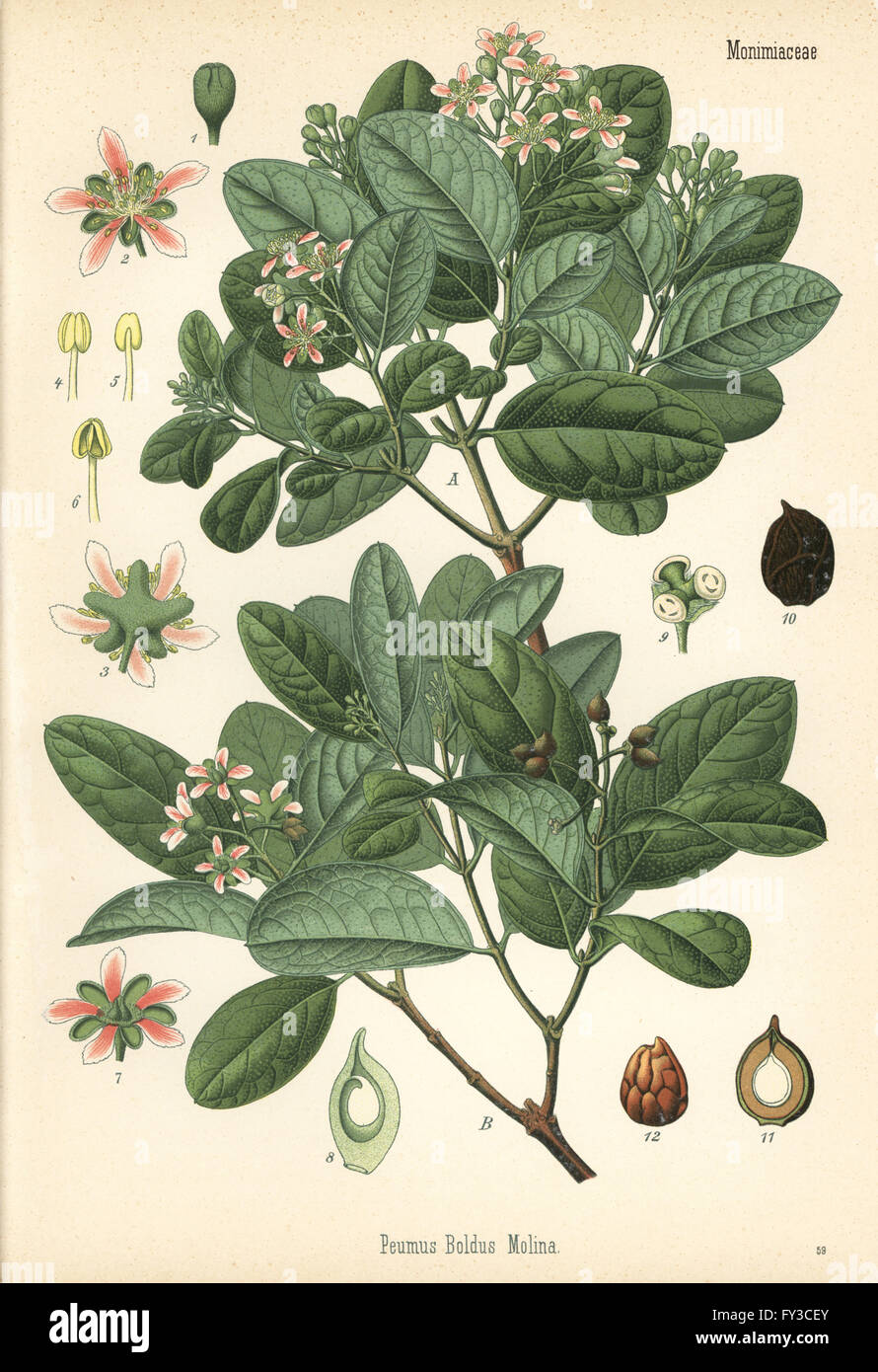 Boldo Baum, Peumus Boldus. Farblitho nach eine botanische Illustration von Hermann Adolph Koehler Heilpflanzen, herausgegeben von Gustav Pabst, Köhler, Deutschland, 1887. Stockfoto