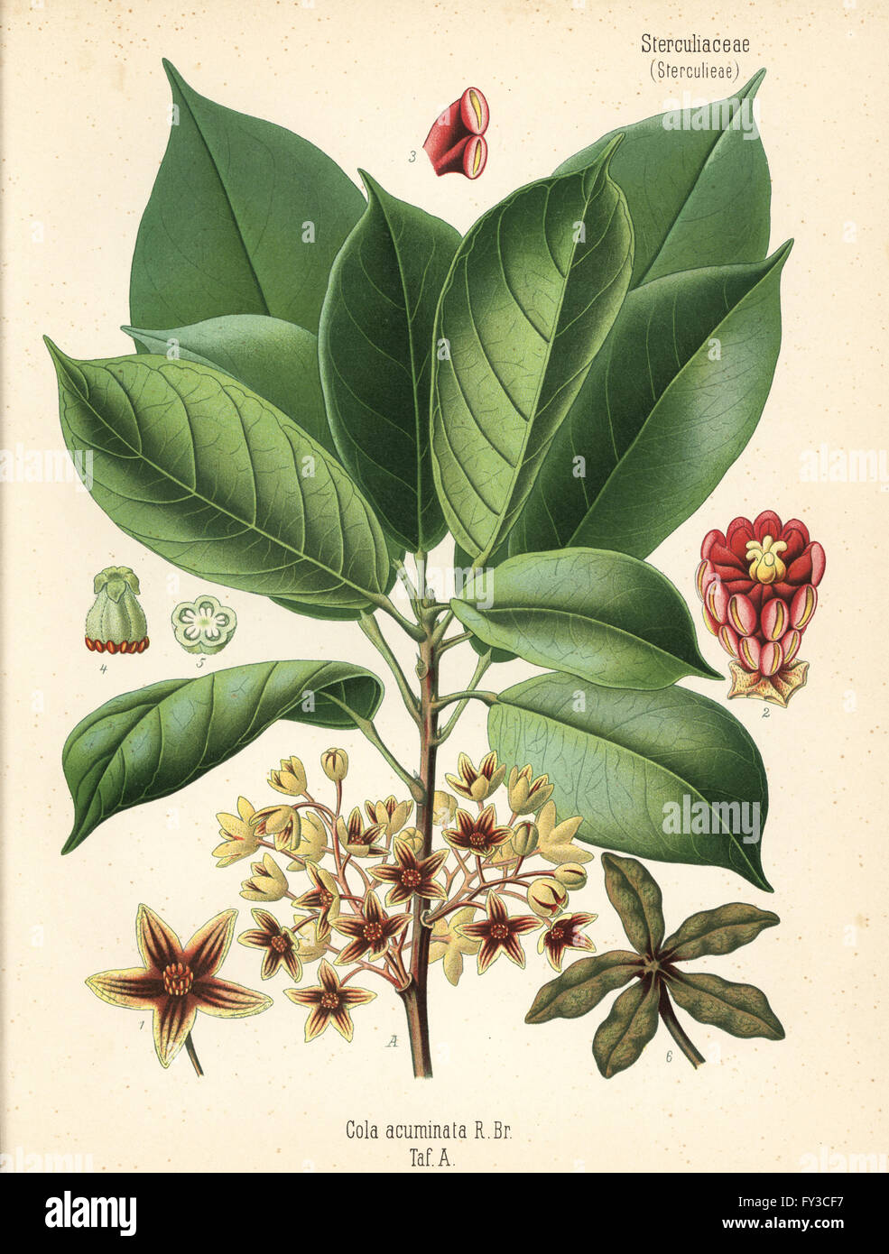 Kolanuss oder Kola Baum, Cola Acuminata. Farblitho nach eine botanische Illustration von Hermann Adolph Koehler Heilpflanzen, herausgegeben von Gustav Pabst, Köhler, Deutschland, 1887. Stockfoto