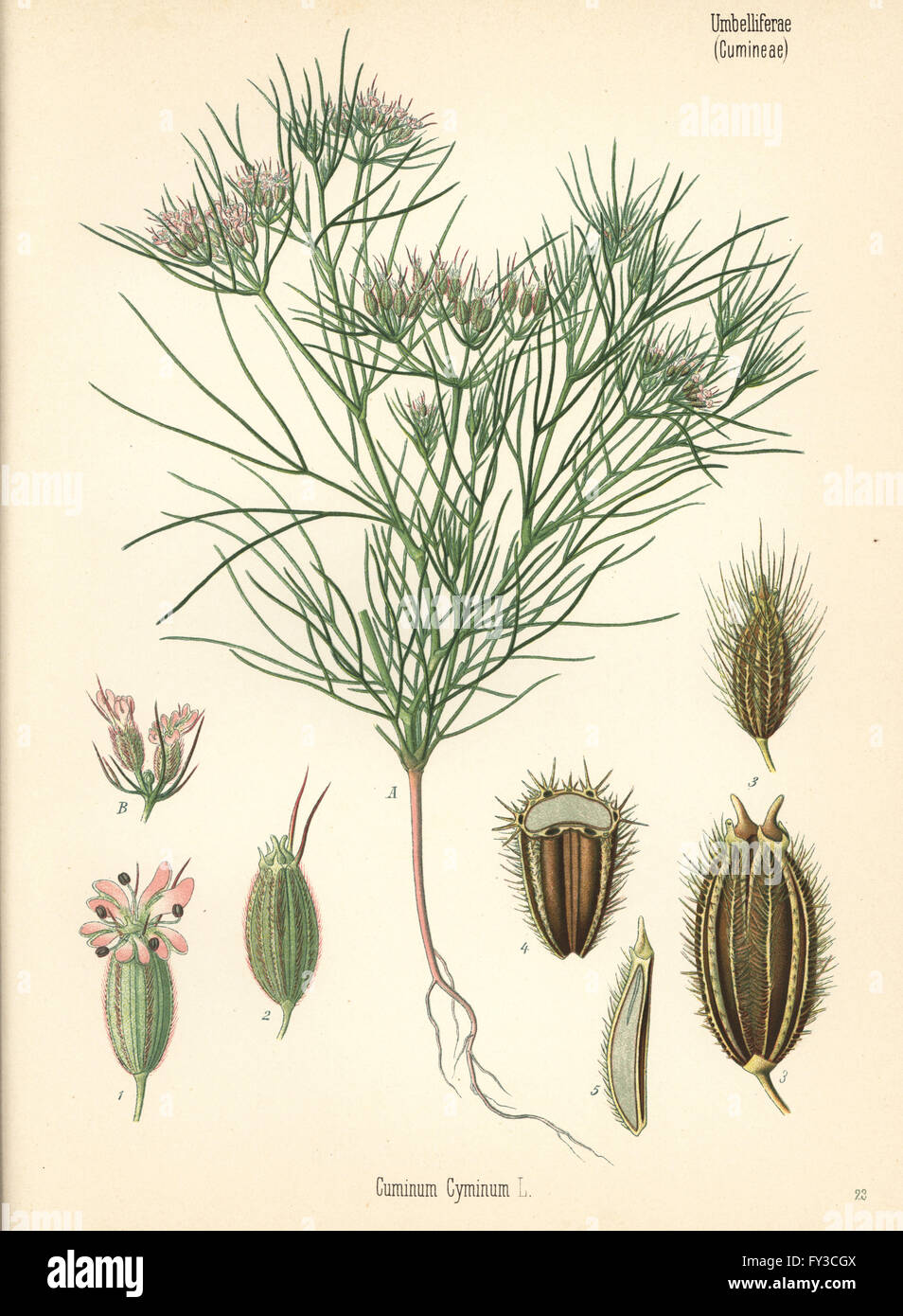 Kreuzkümmel, Cuminum Cyminum. Farblitho nach eine botanische Illustration von Hermann Adolph Koehler Heilpflanzen, herausgegeben von Gustav Pabst, Köhler, Deutschland, 1887. Stockfoto